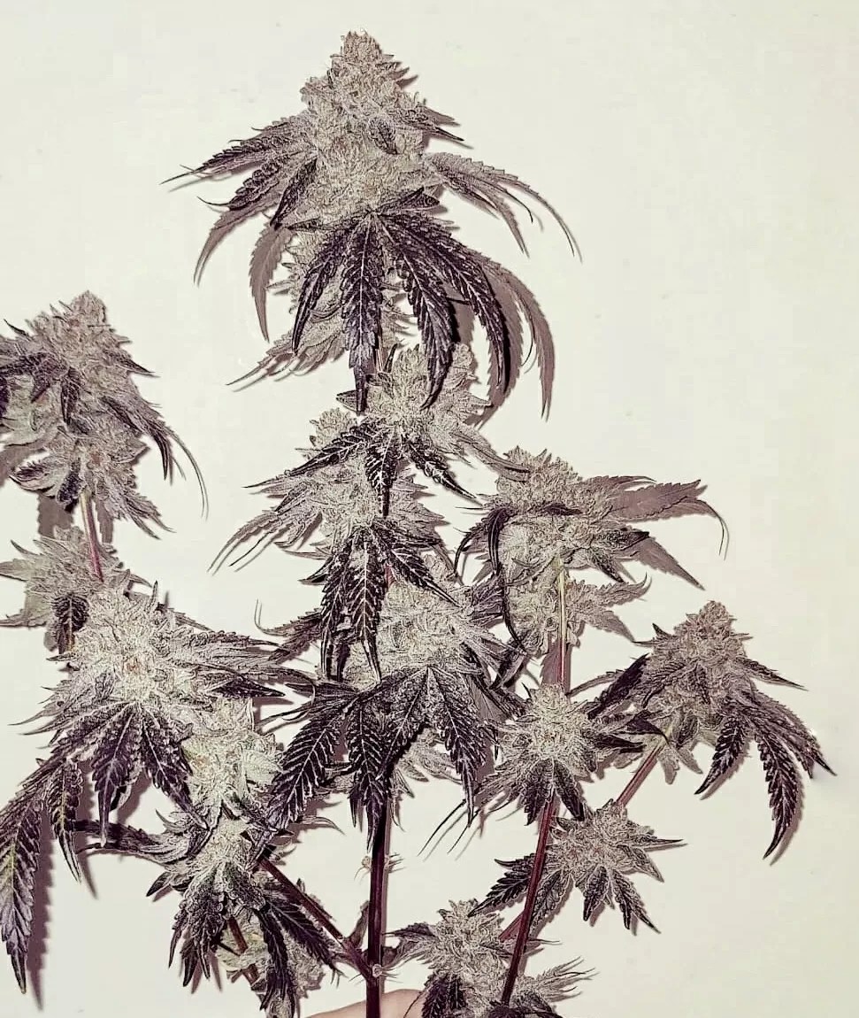 BATH HOUSE BY UMAMI SEED CO. *bonus pack included* - Image 3