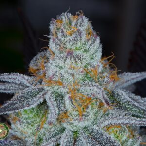 dynasty genetics lavender sour diesel seeds