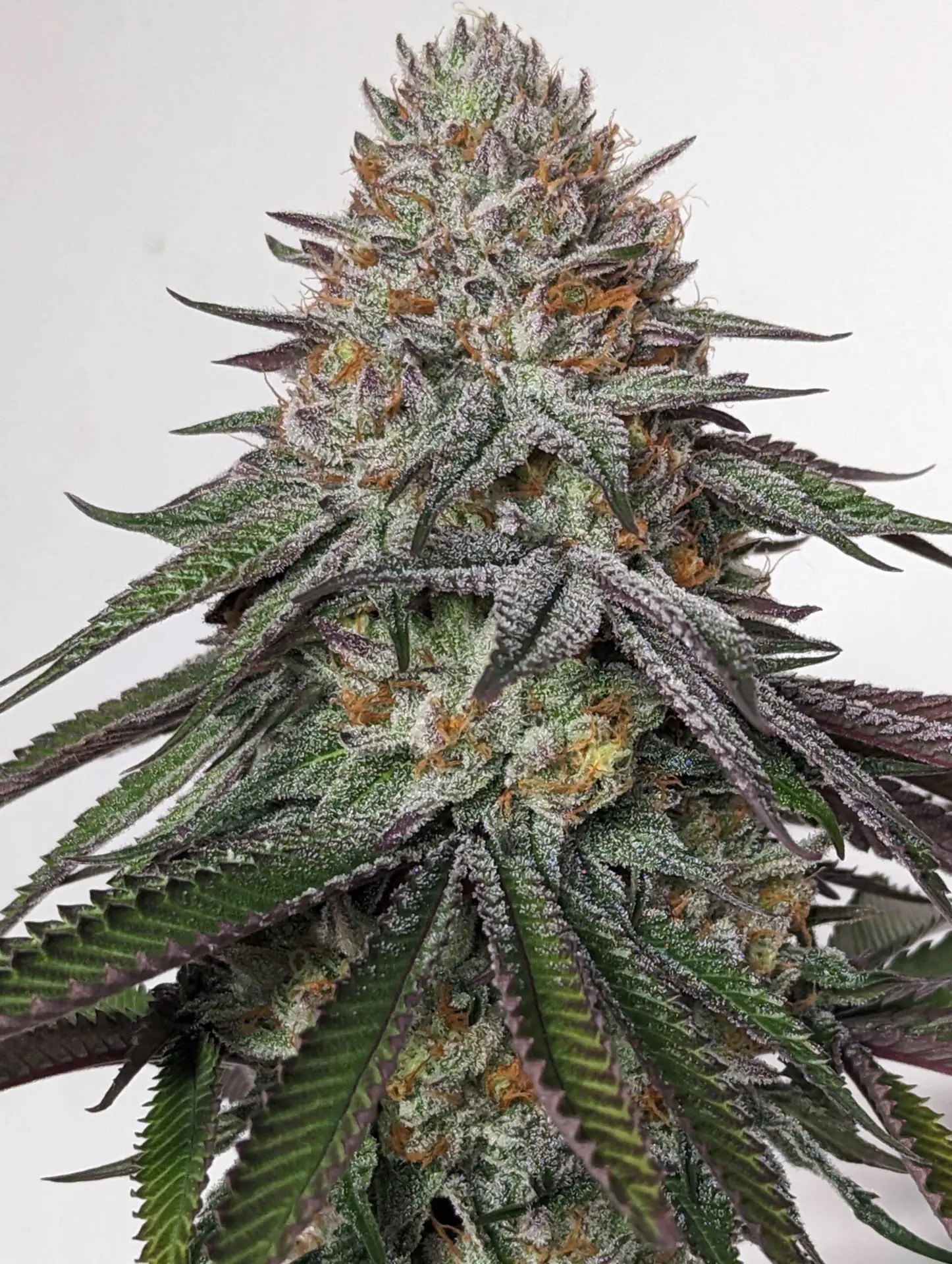 PURPLE LIMEADE BY UMAMI SEED CO. *bonus pack included* - Image 5