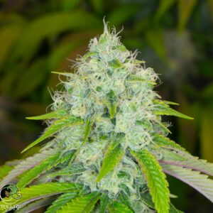 relic seeds super silver sour diesel