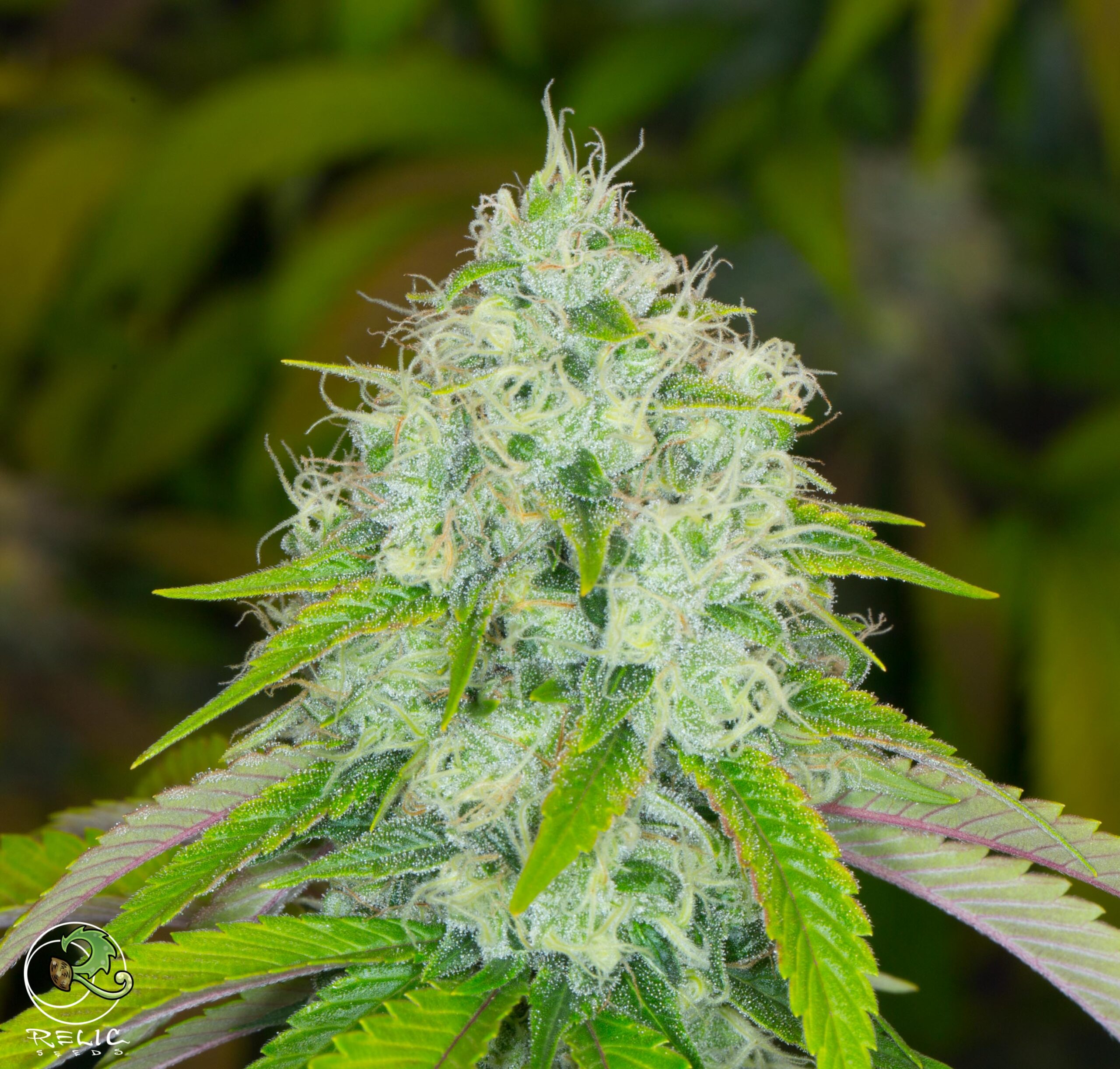 relic seeds super silver sour diesel