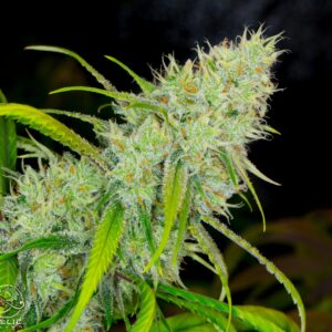 relic seeds super silver sour diesel