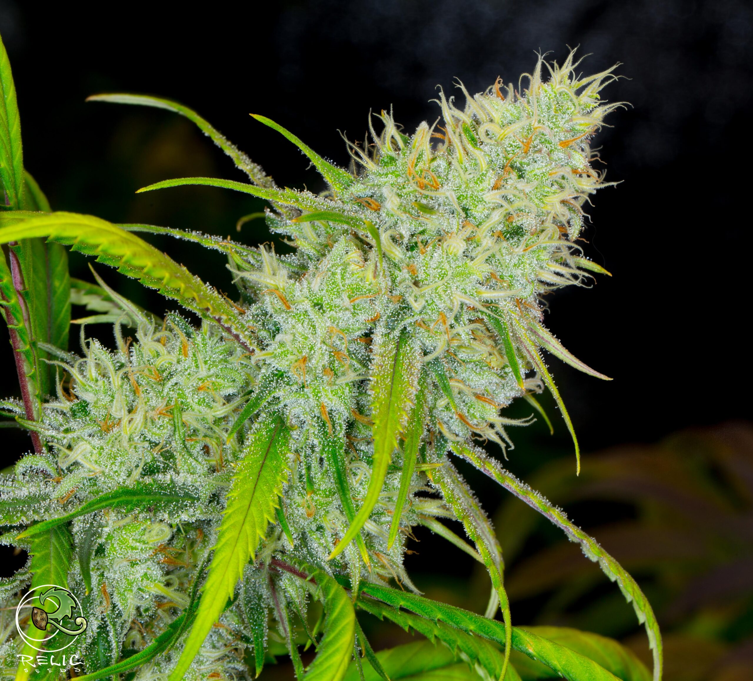 relic seeds super silver sour diesel