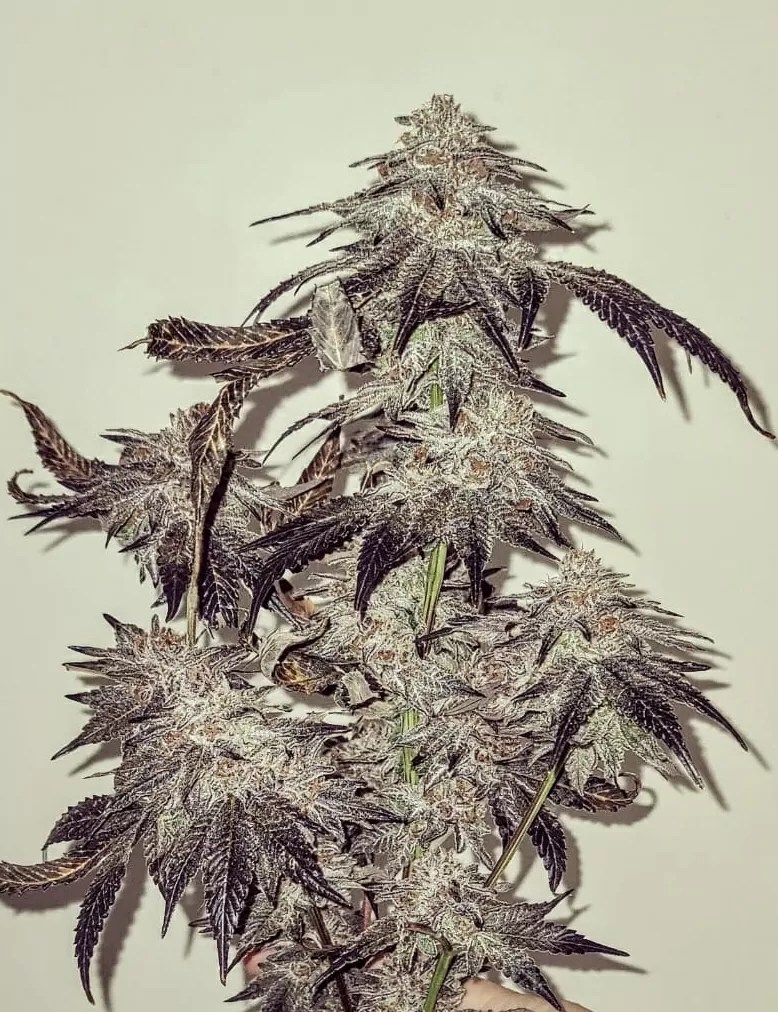 BATH HOUSE BY UMAMI SEED CO. *bonus pack included* - Image 4