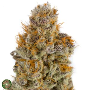 Blackberry Lava Flow