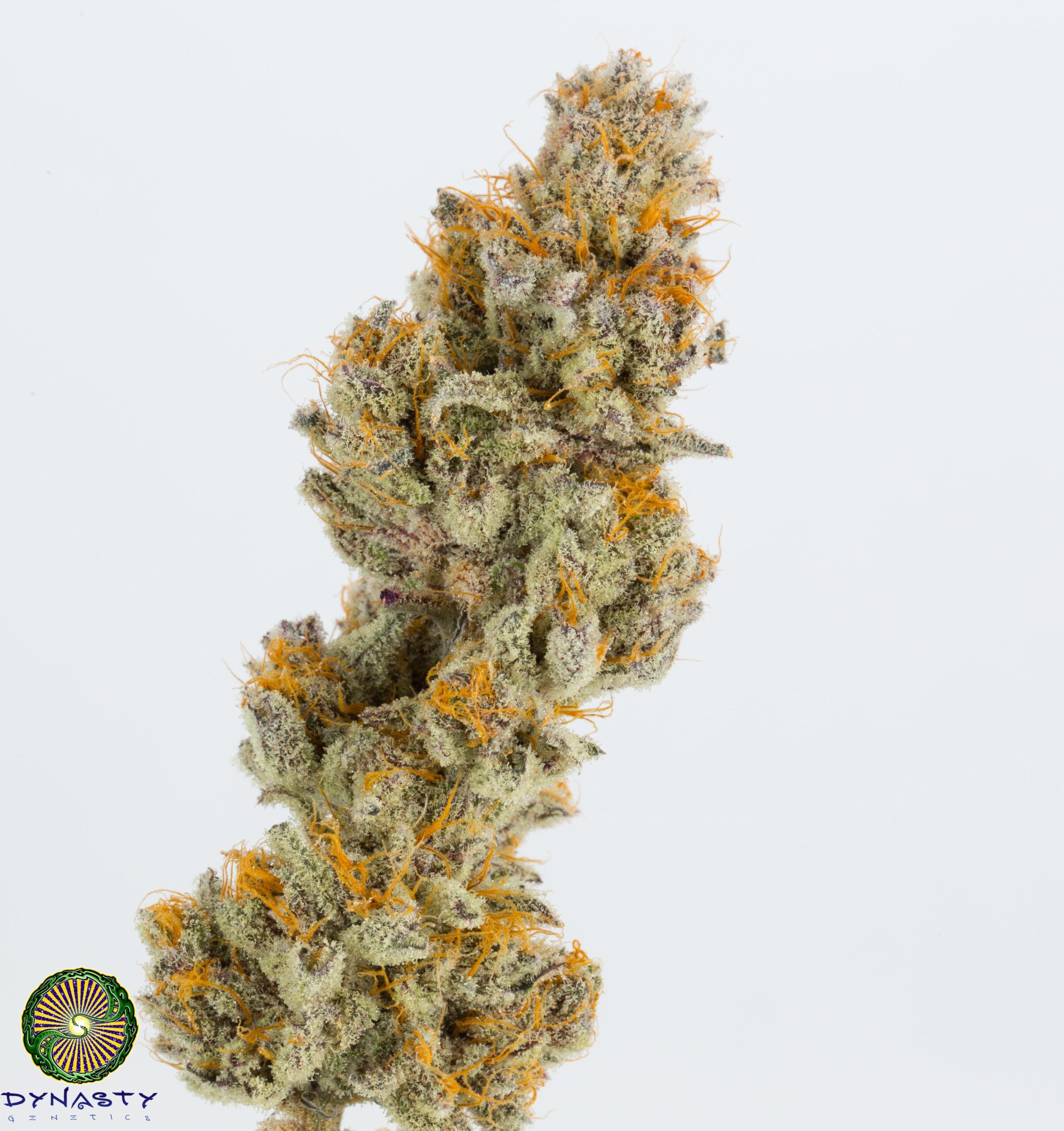 Blackberry Lava Flow