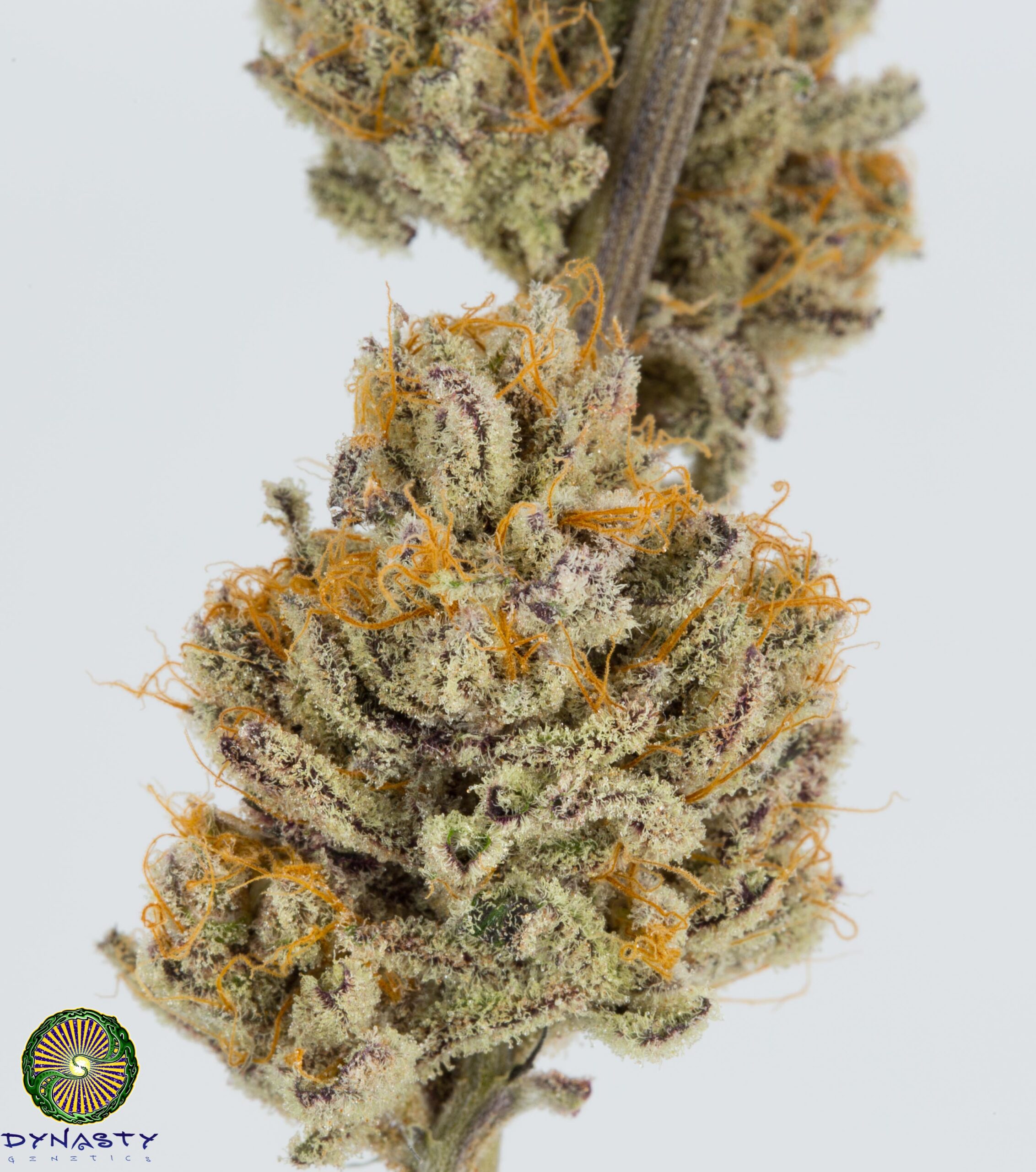 BLACKBERRY LAVA FLOW BY DYNASTY SEEDS - Image 2