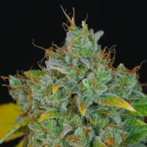 SOUR PEACH COBBLER V2 BY DYNASTY GENETICS *bonus pack included*