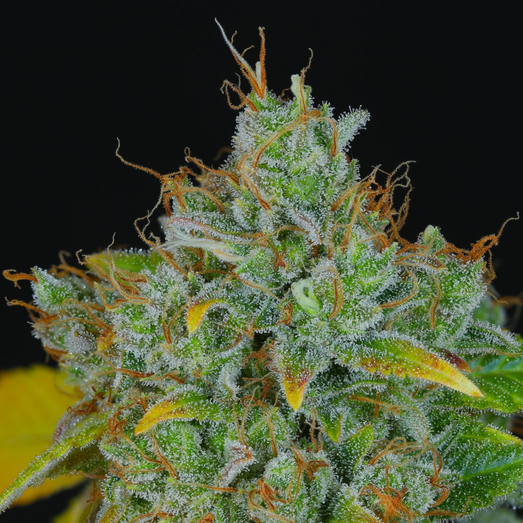 SOUR PEACH COBBLER V2 BY DYNASTY GENETICS *bonus pack included*