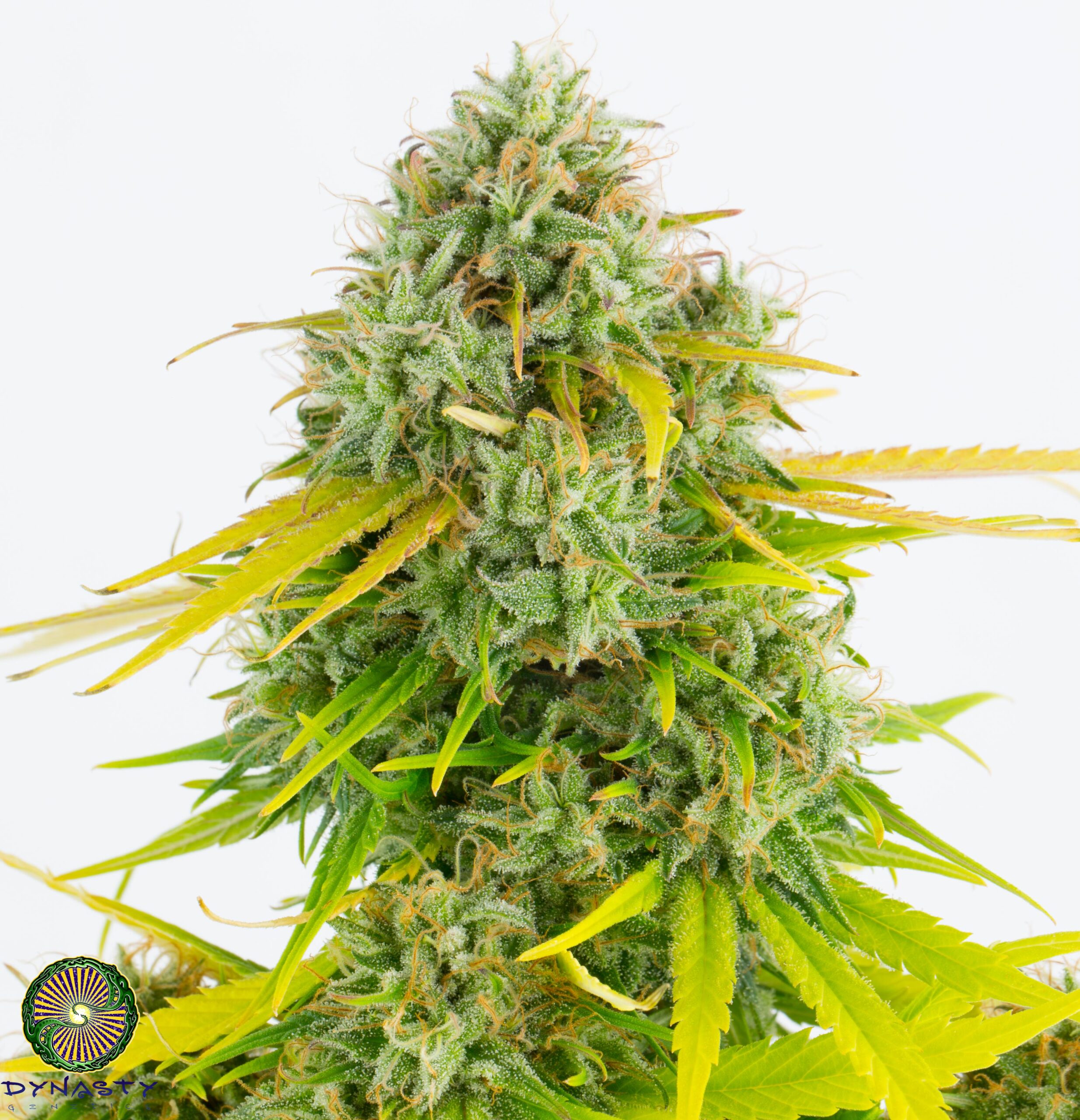 KALI SNAPPLE BX3 BY DYNASTY GENETICS