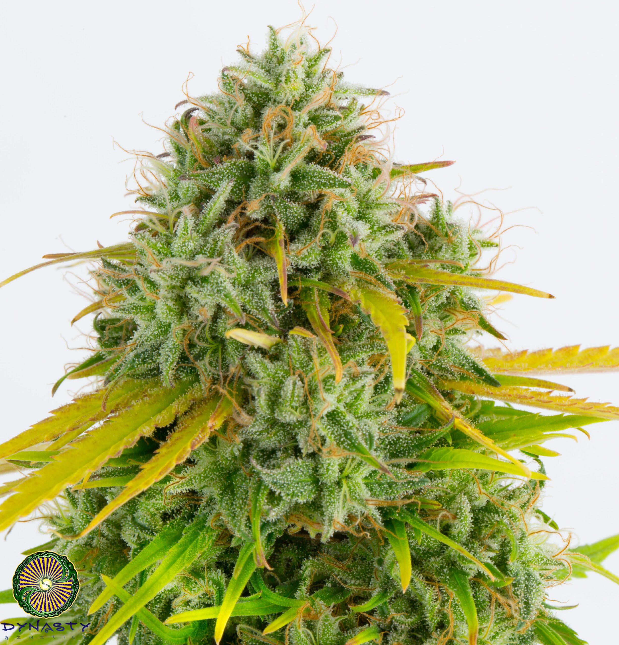 KALI SNAPPLE BX3 BY DYNASTY GENETICS - Image 2