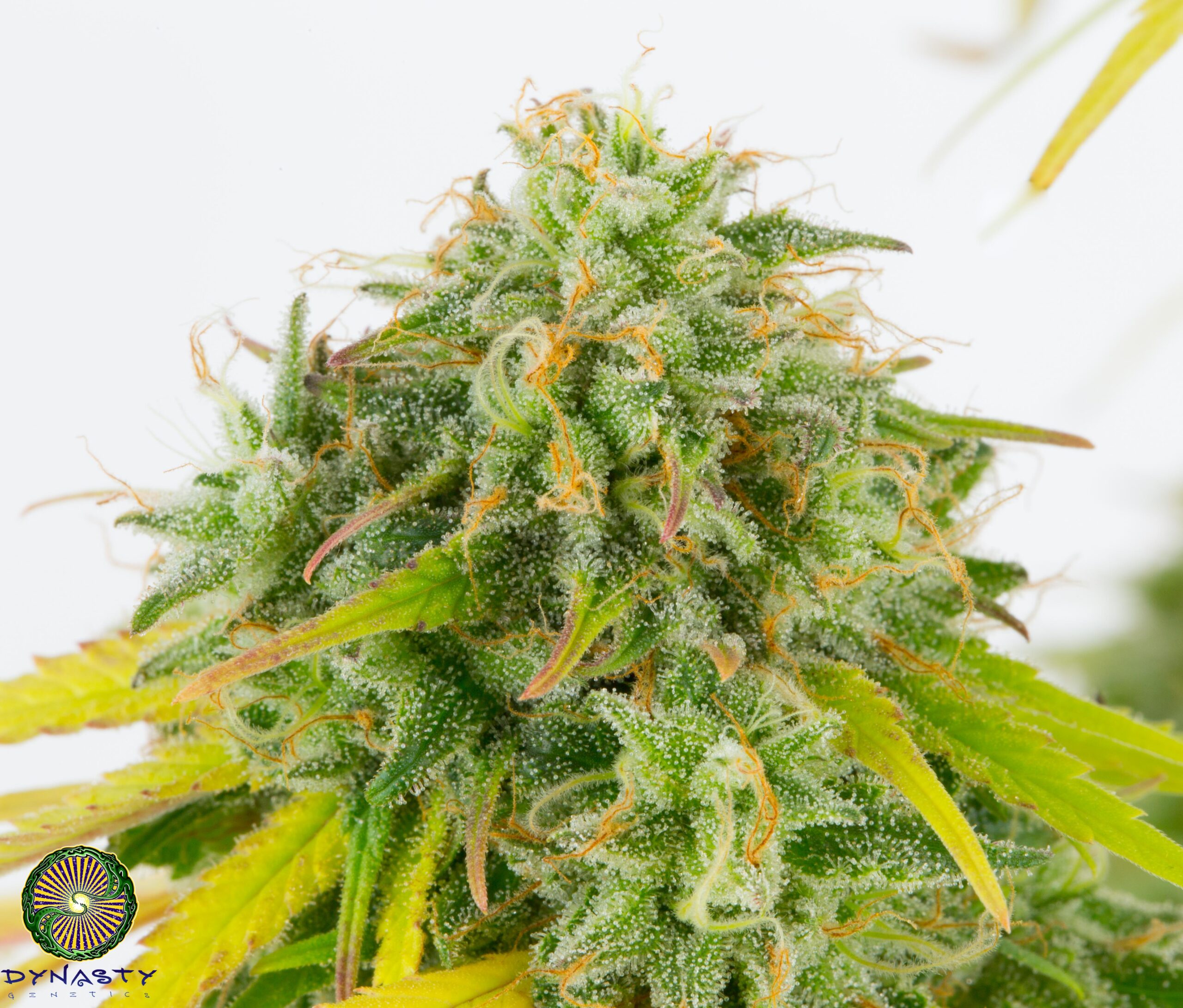 KALI SNAPPLE BX3 BY DYNASTY GENETICS - Image 3