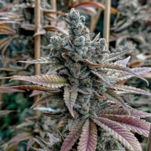 solfire gardens lemon elixir