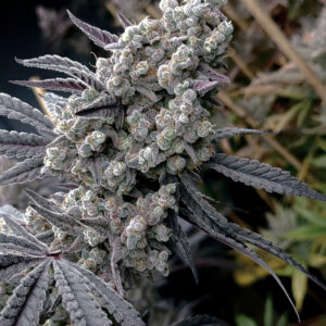 PINEAPPLE PUCKER BY SOLFIRE GARDENS