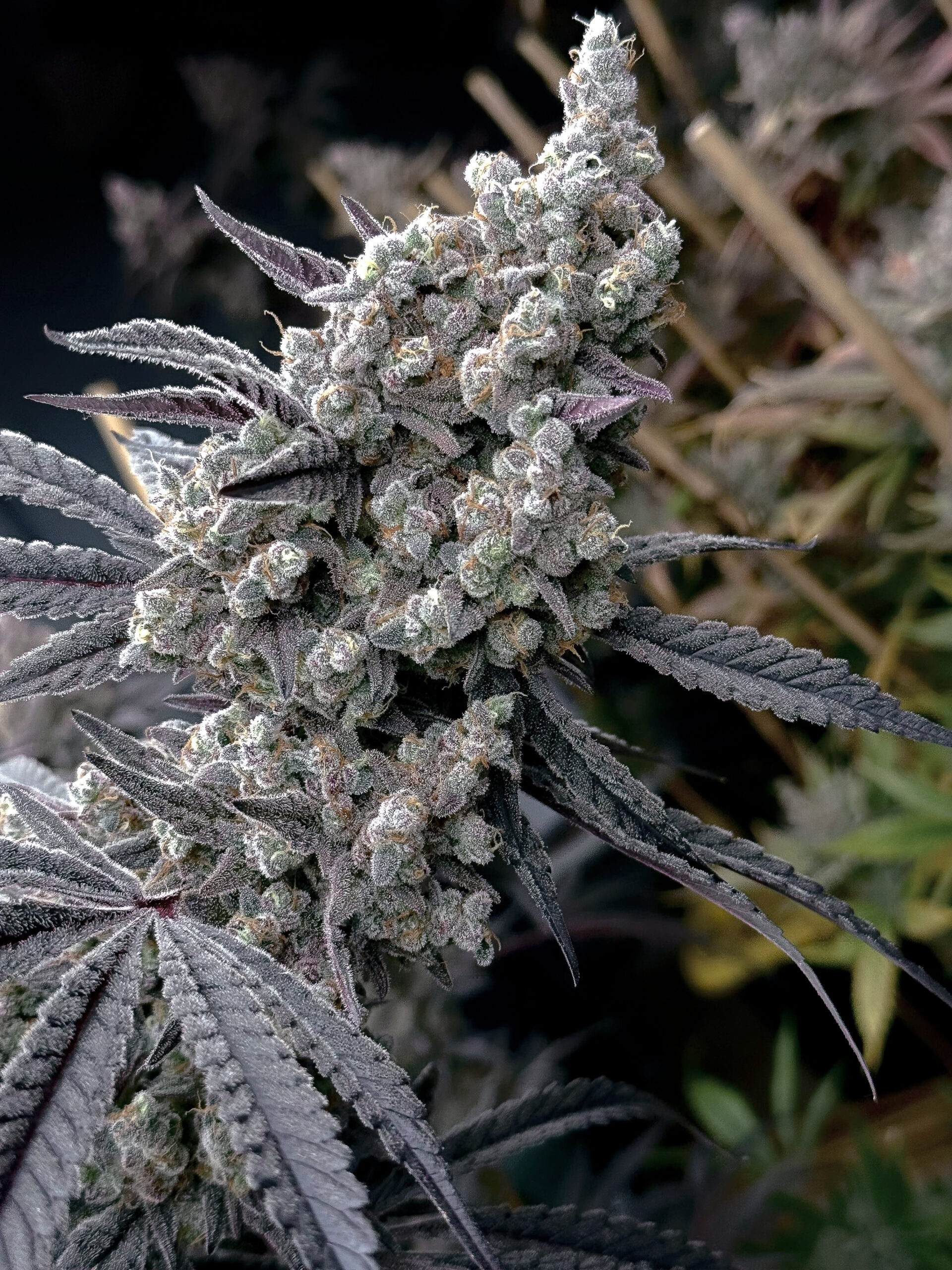 PINEAPPLE PUCKER BY SOLFIRE GARDENS