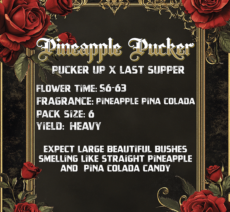 PINEAPPLE PUCKER BY SOLFIRE GARDENS - Image 2