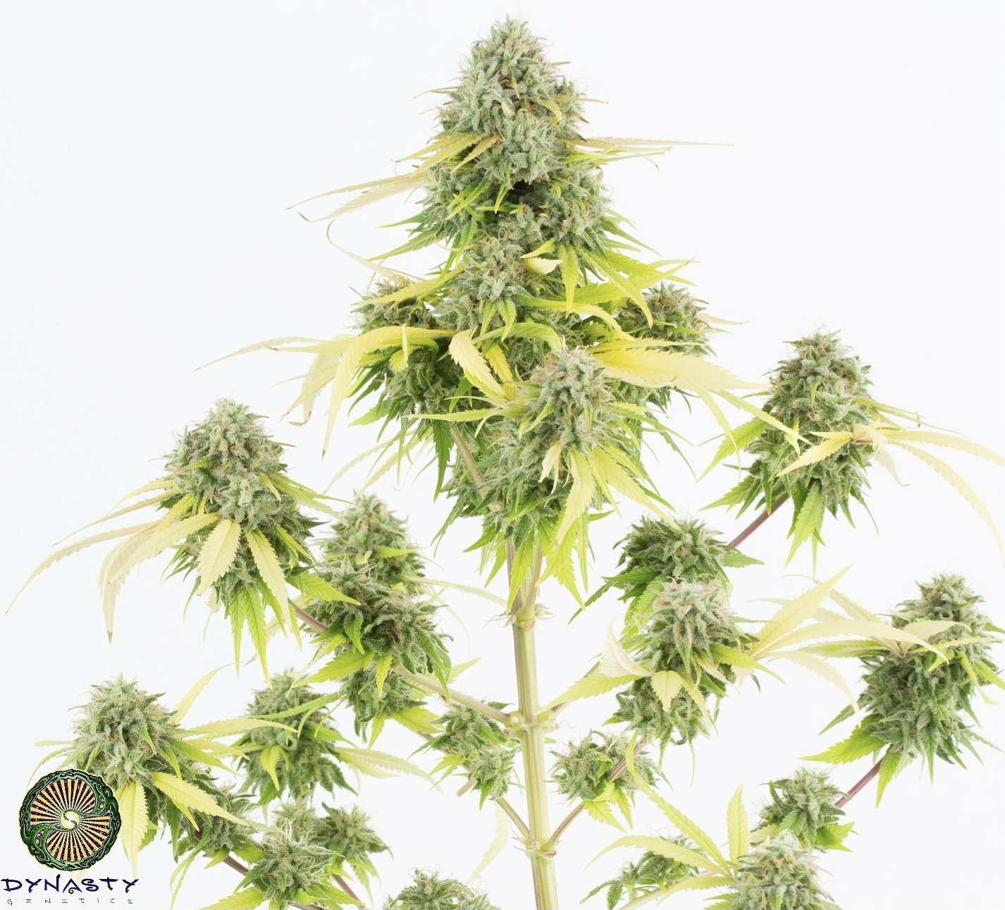 KALI SNAPPLE BX3 BY DYNASTY GENETICS - Image 4