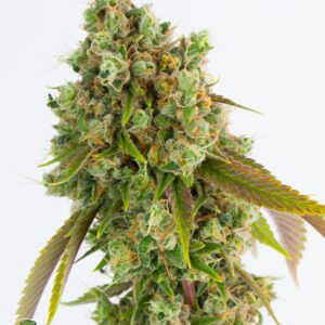 SOUR DIESEL BY RELIC SEEDS *bonus pack included*