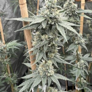 SUNDAE SUPPER BY SOLFIRE GARDENS