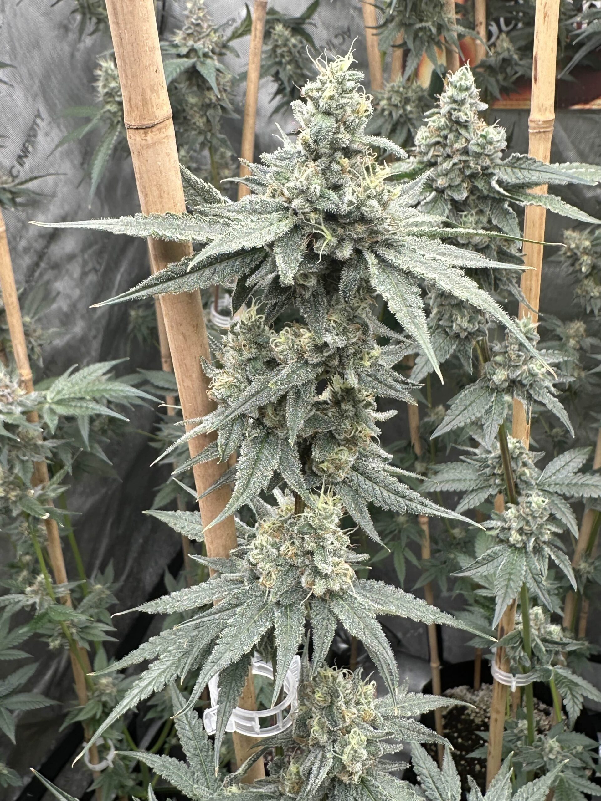 SUNDAE SUPPER BY SOLFIRE GARDENS