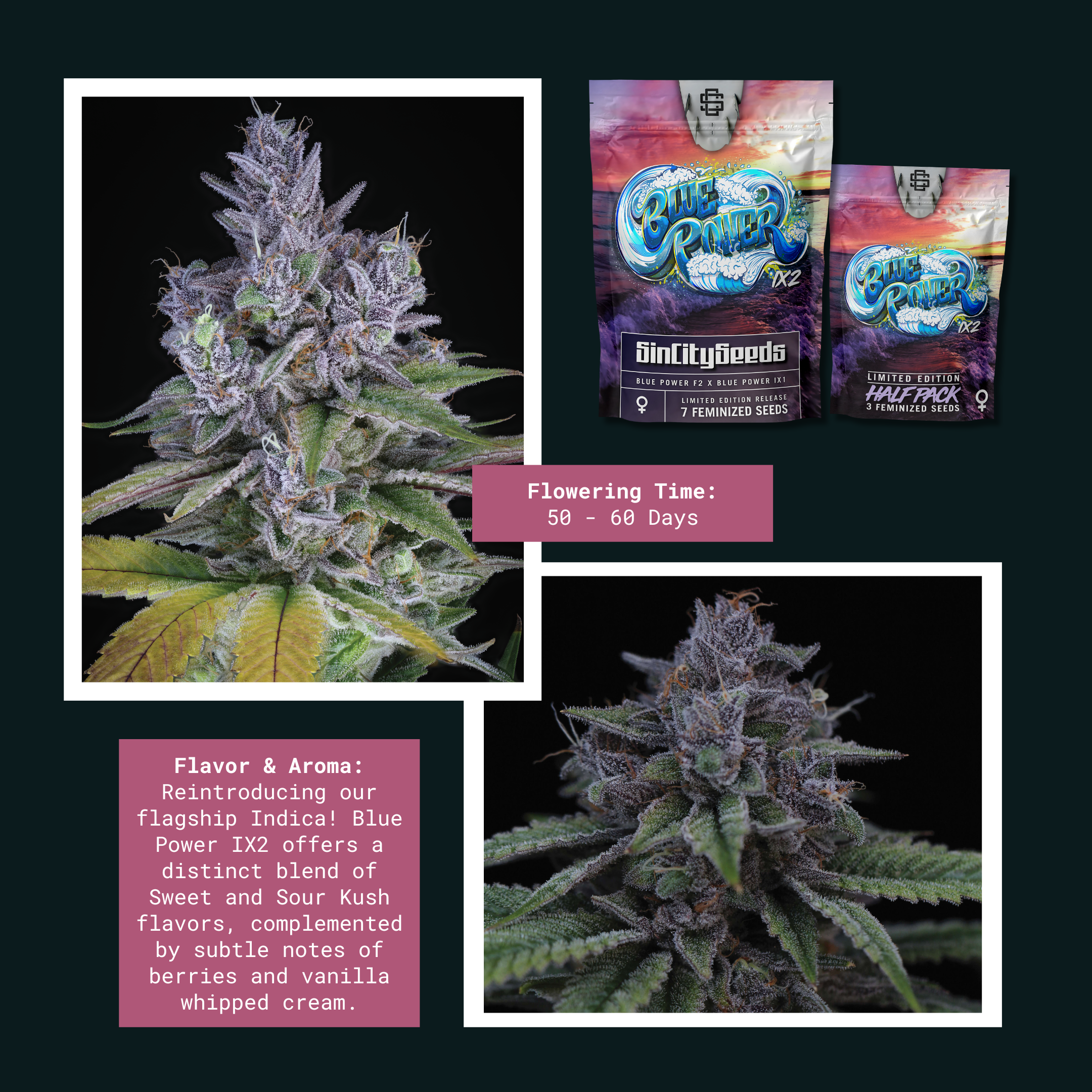 sin city seeds blue power ix2 fem seeds