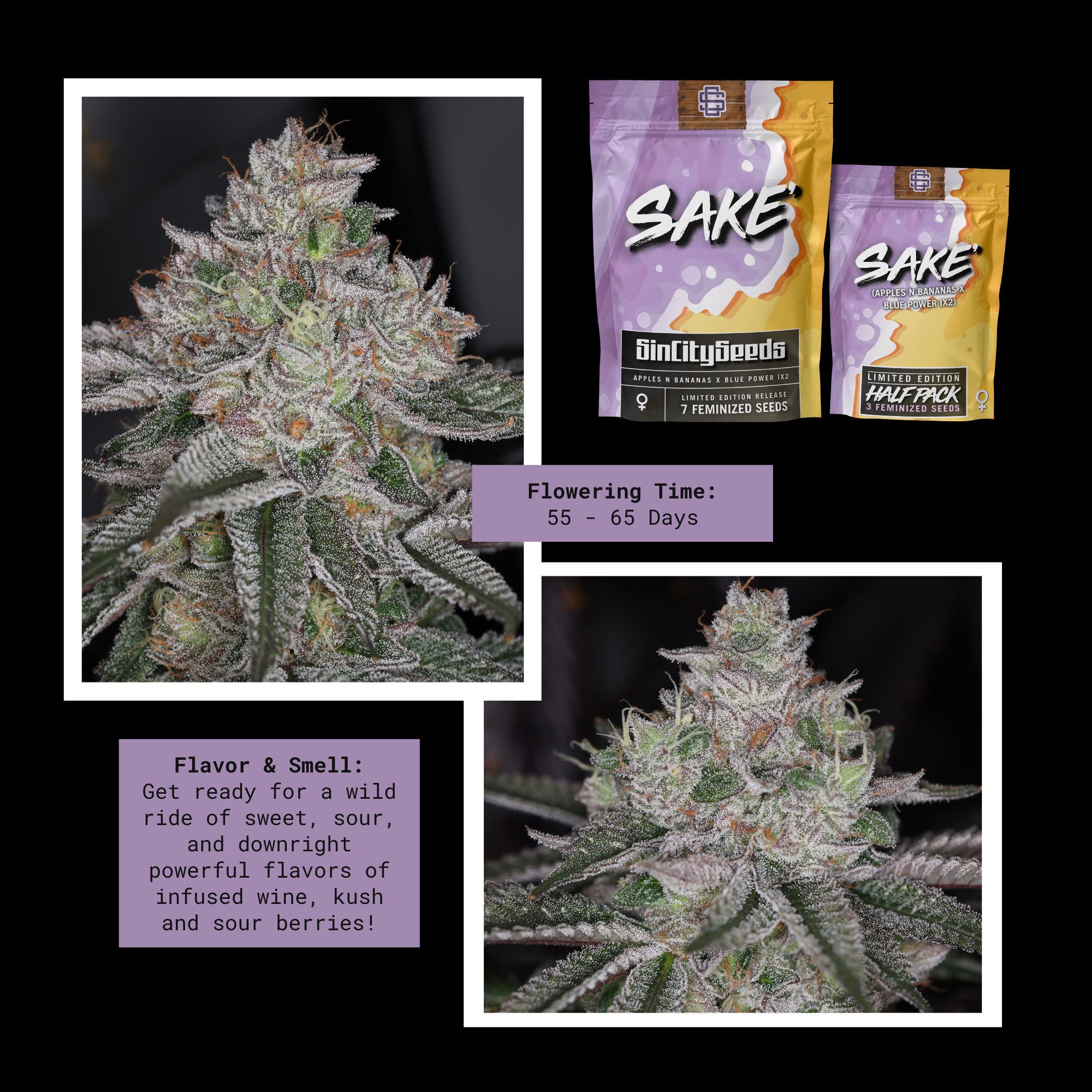 sin city sake fem seeds