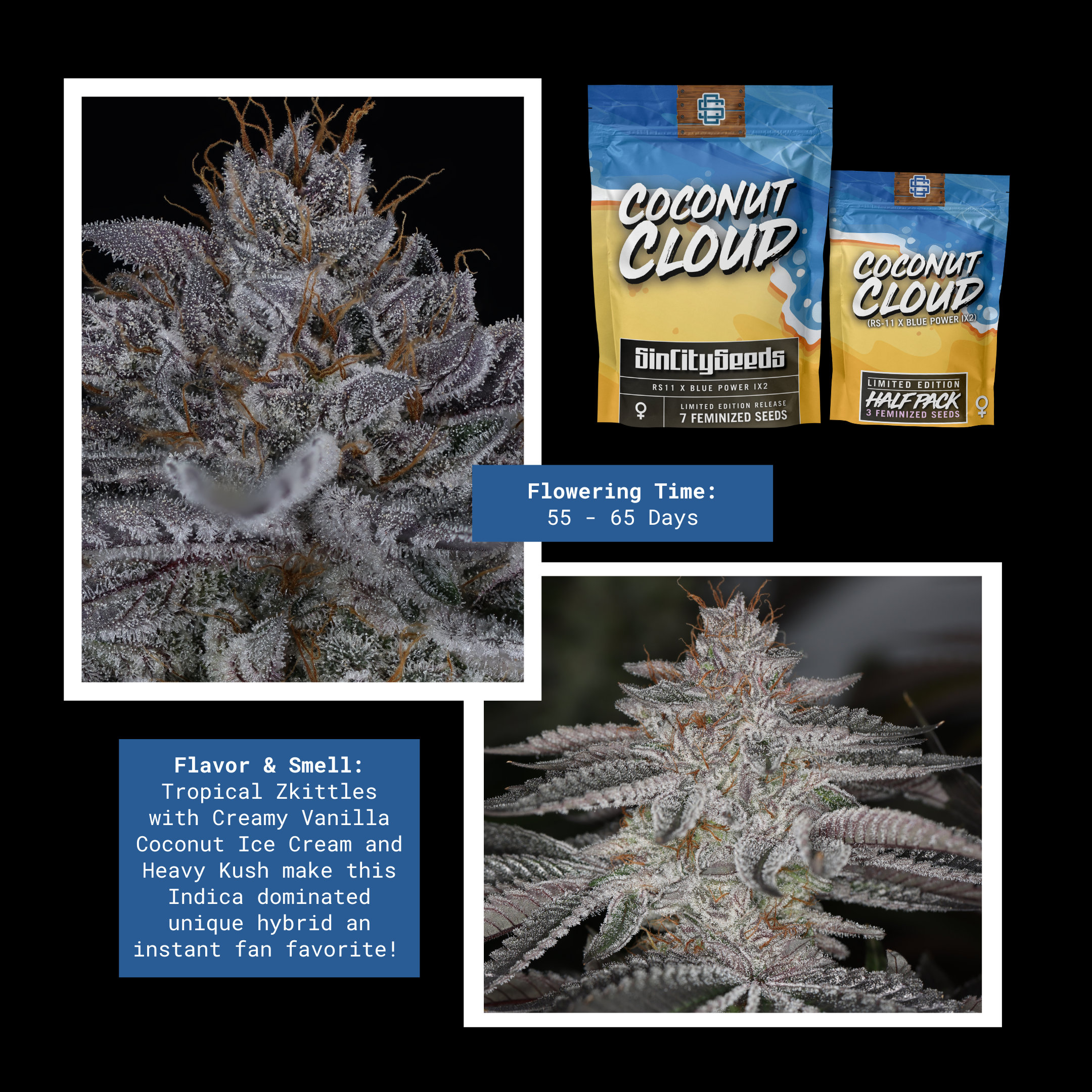 coconut cloud fem sin city seeds