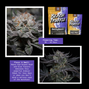 sin city seeds beach truffle fem seeds