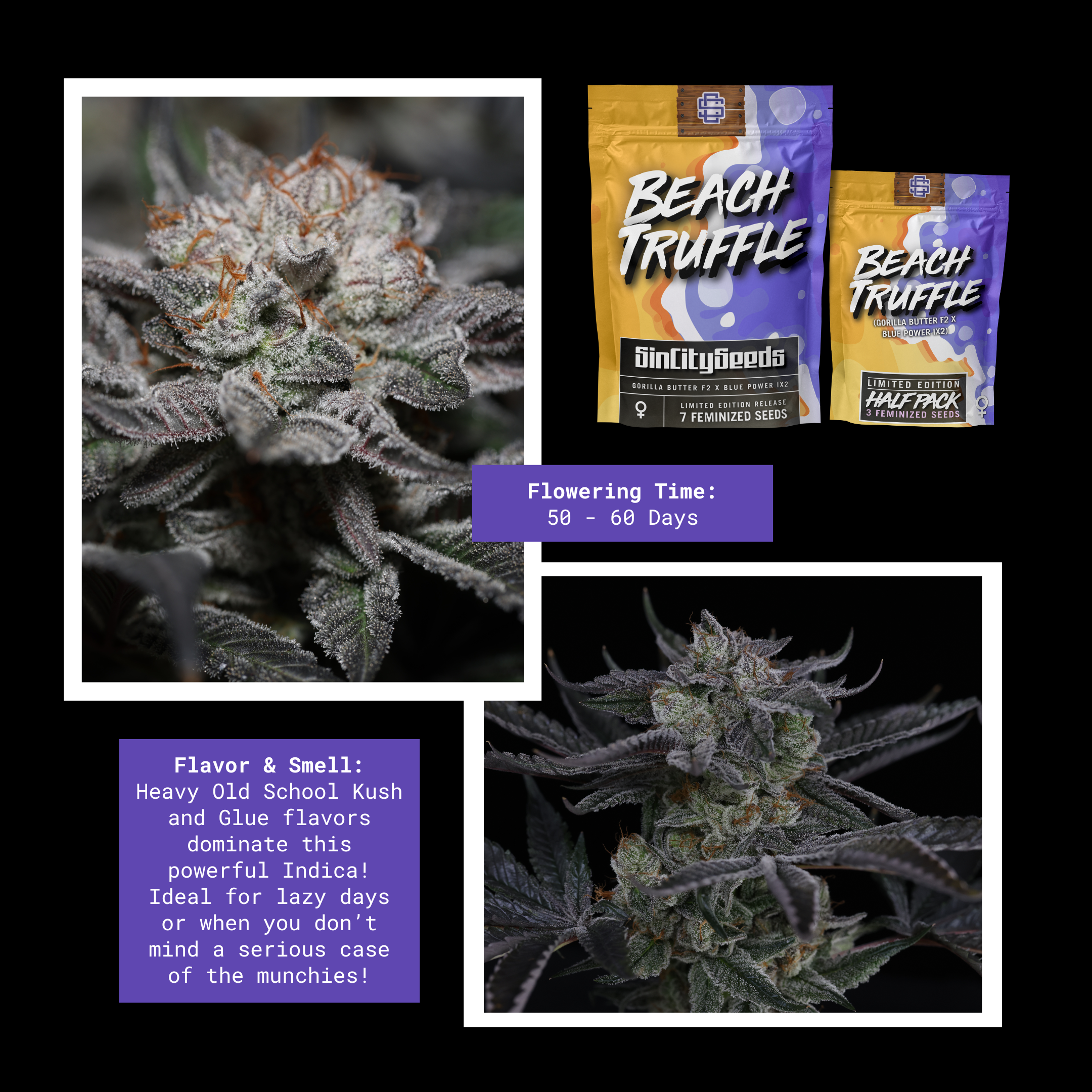 sin city seeds beach truffle fem seeds