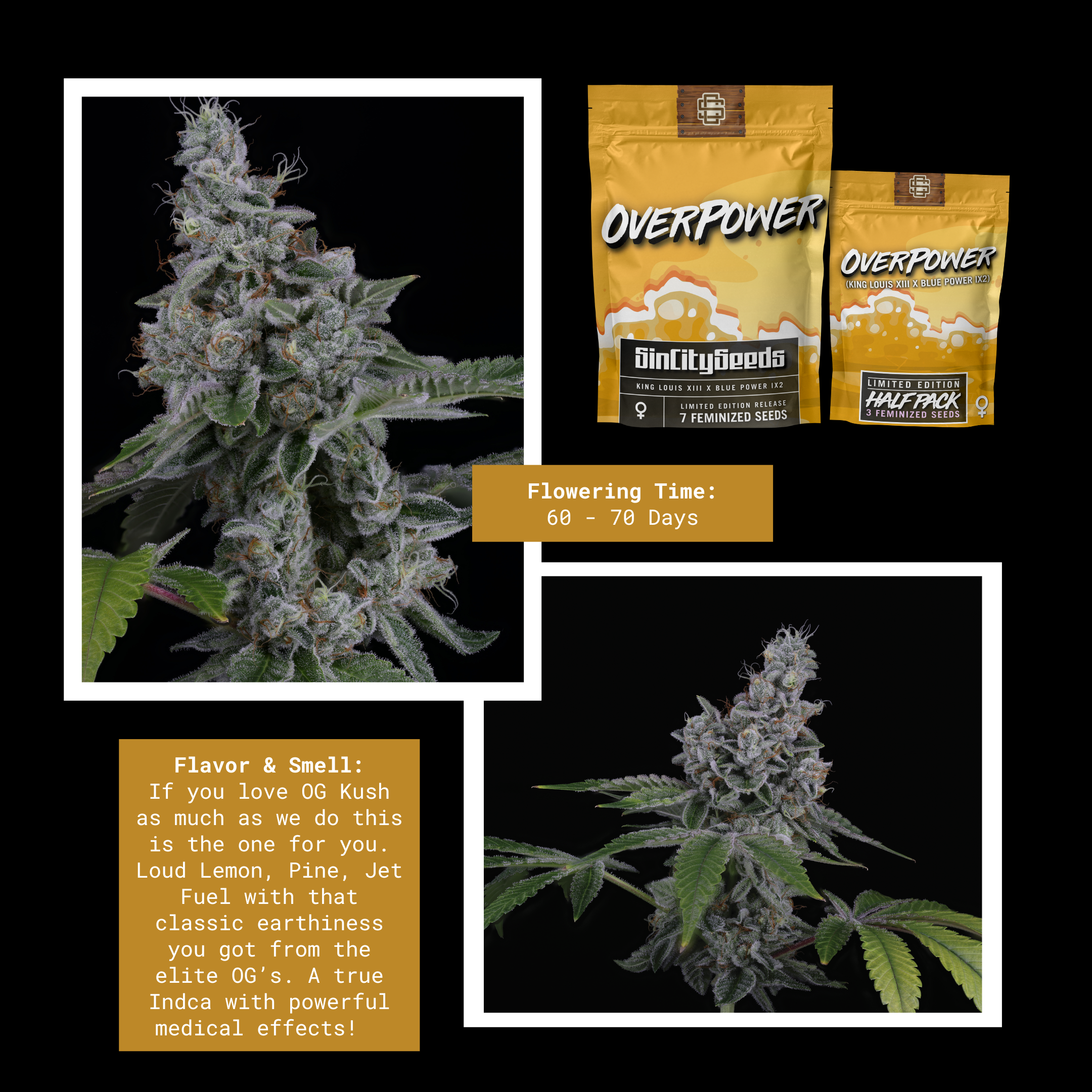 sin city seeds overpower fem seeds