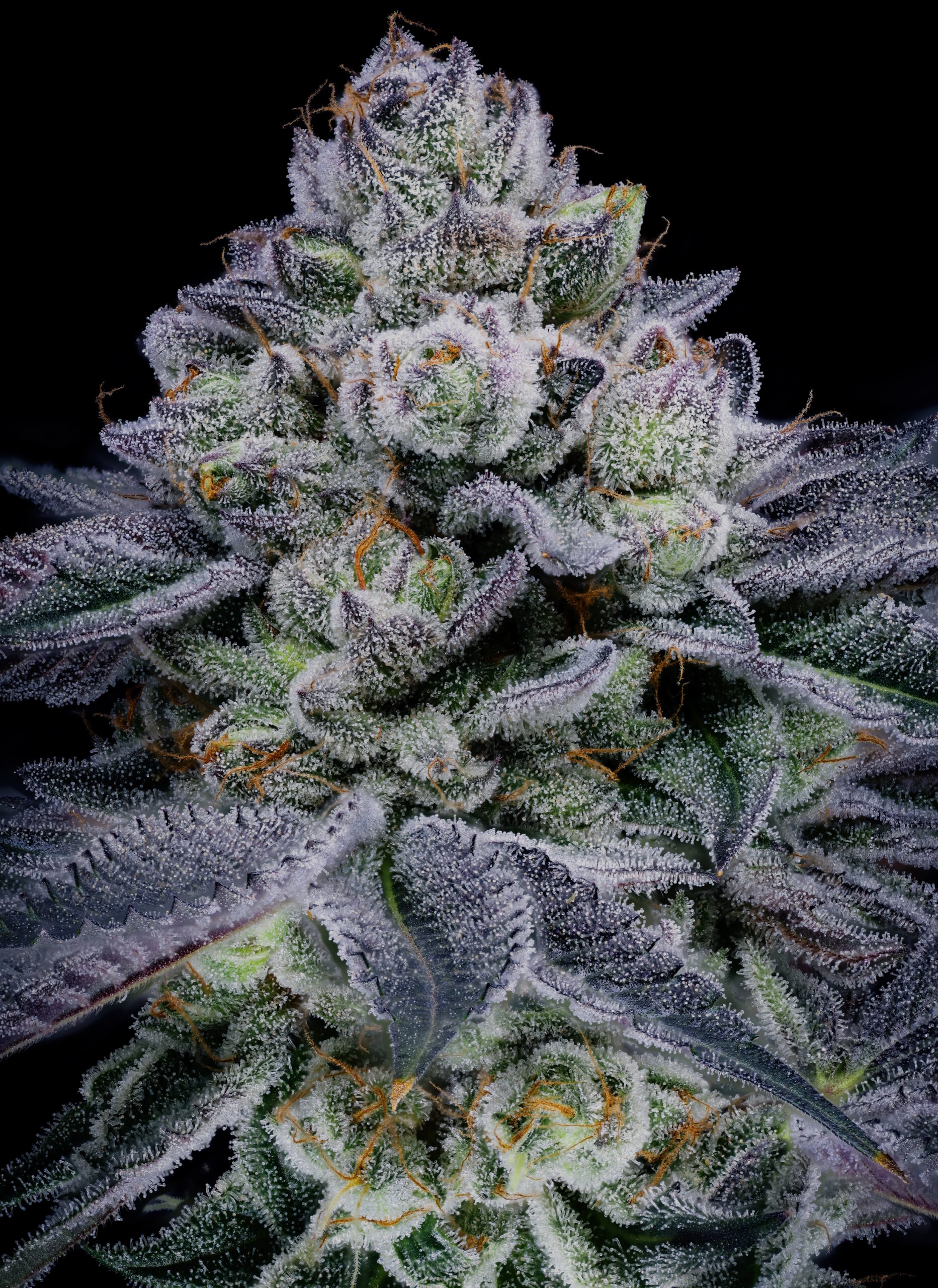 BLUE POWER IX2 FEM BY SIN CITY SEEDS *Includes Freebie Pack* - Image 4