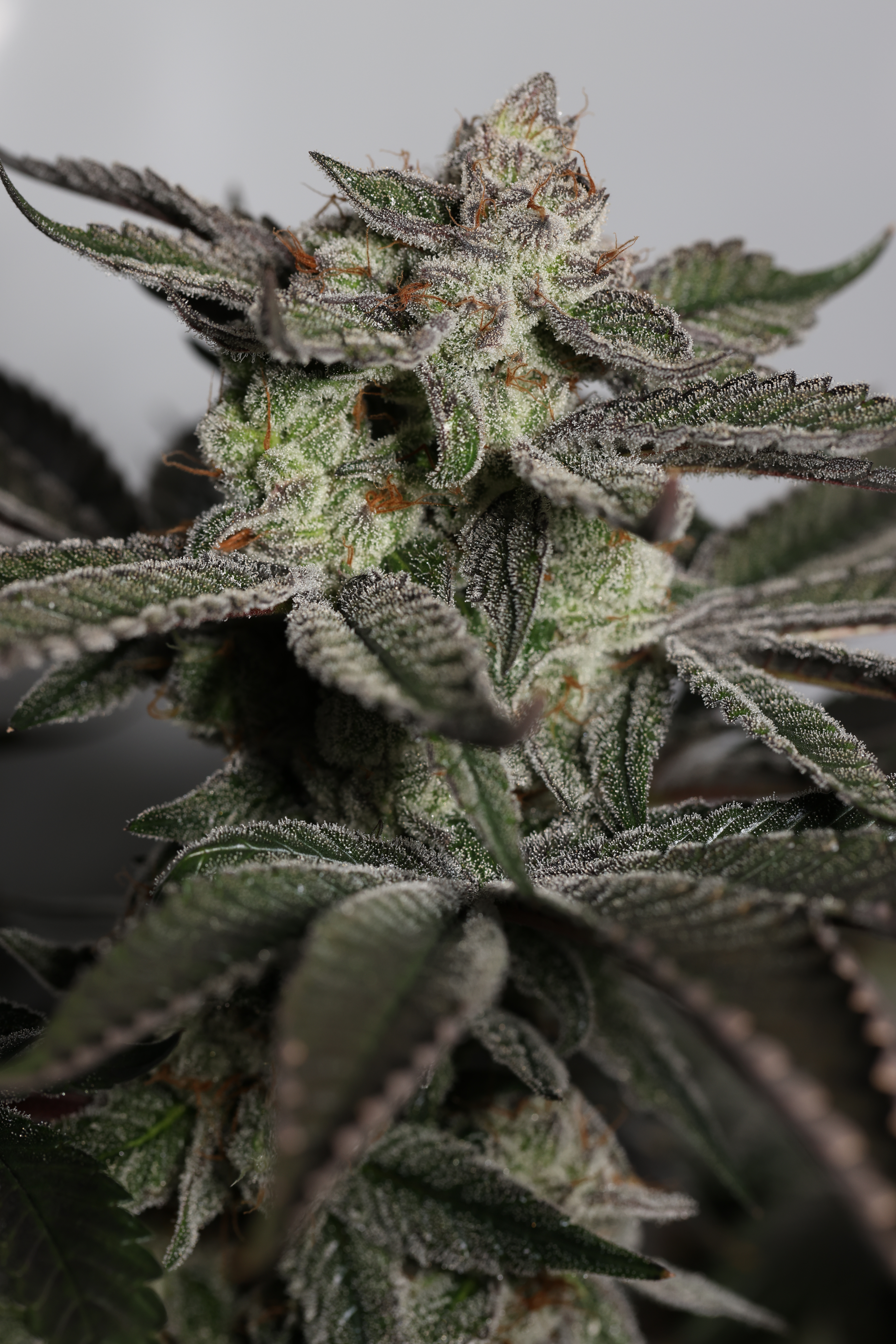 BEACH TRUFFLE FEM BY SIN CITY SEEDS *Includes Freebie Pack* - Image 3
