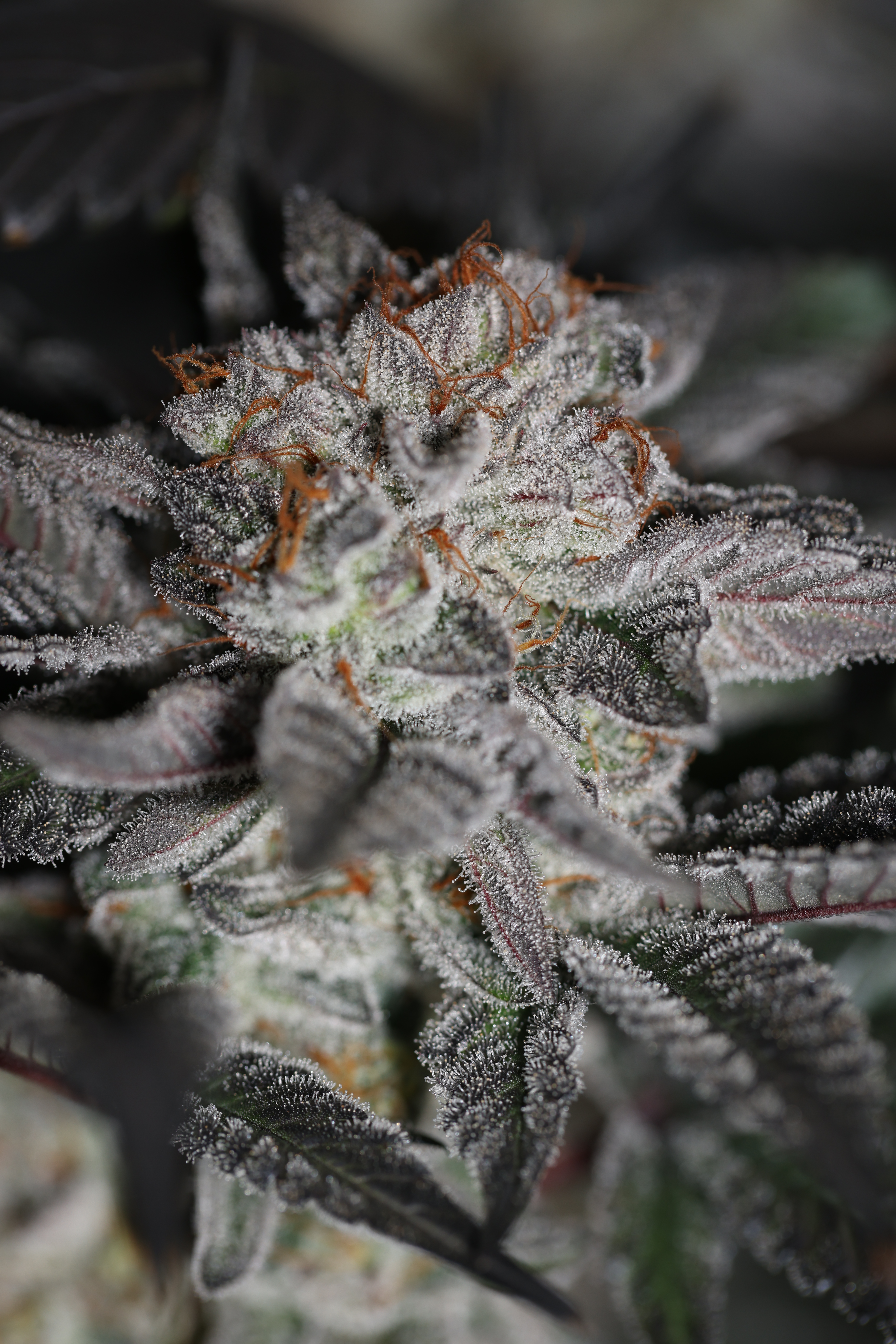 BEACH TRUFFLE FEM BY SIN CITY SEEDS *Includes Freebie Pack* - Image 2
