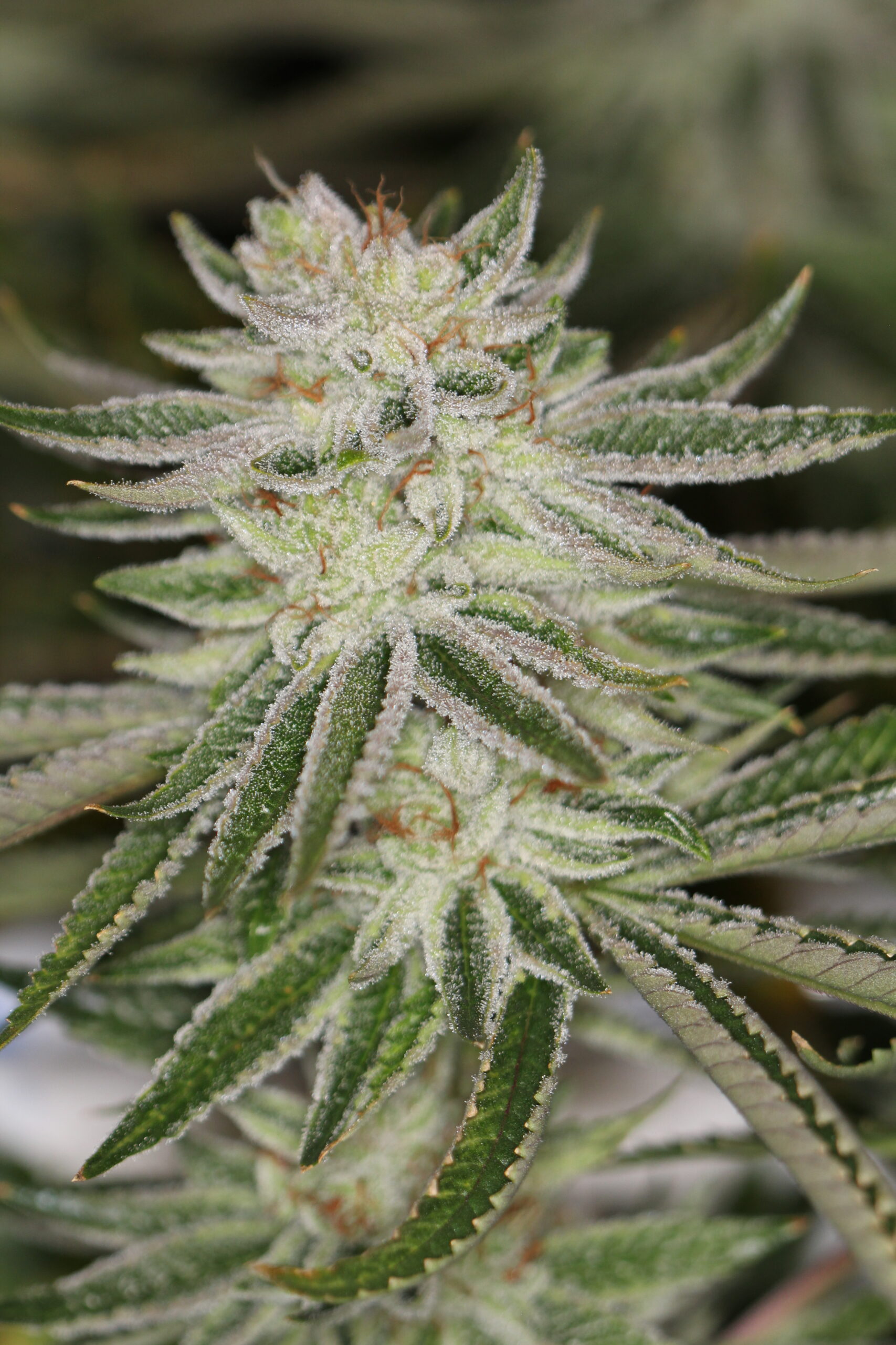 BLUE POWER IX2 FEM BY SIN CITY SEEDS *Includes Freebie Pack* - Image 2