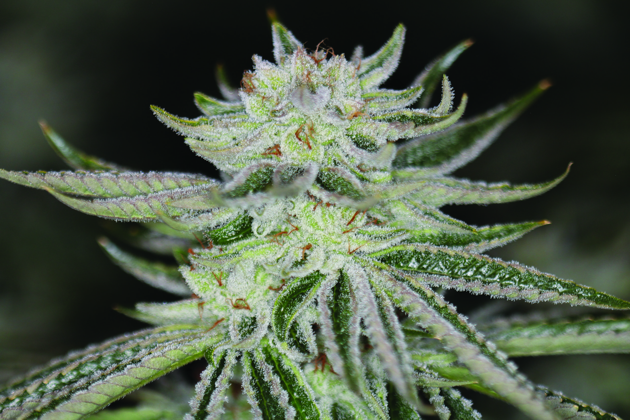 BLUE POWER IX2 FEM BY SIN CITY SEEDS *Includes Freebie Pack* - Image 3