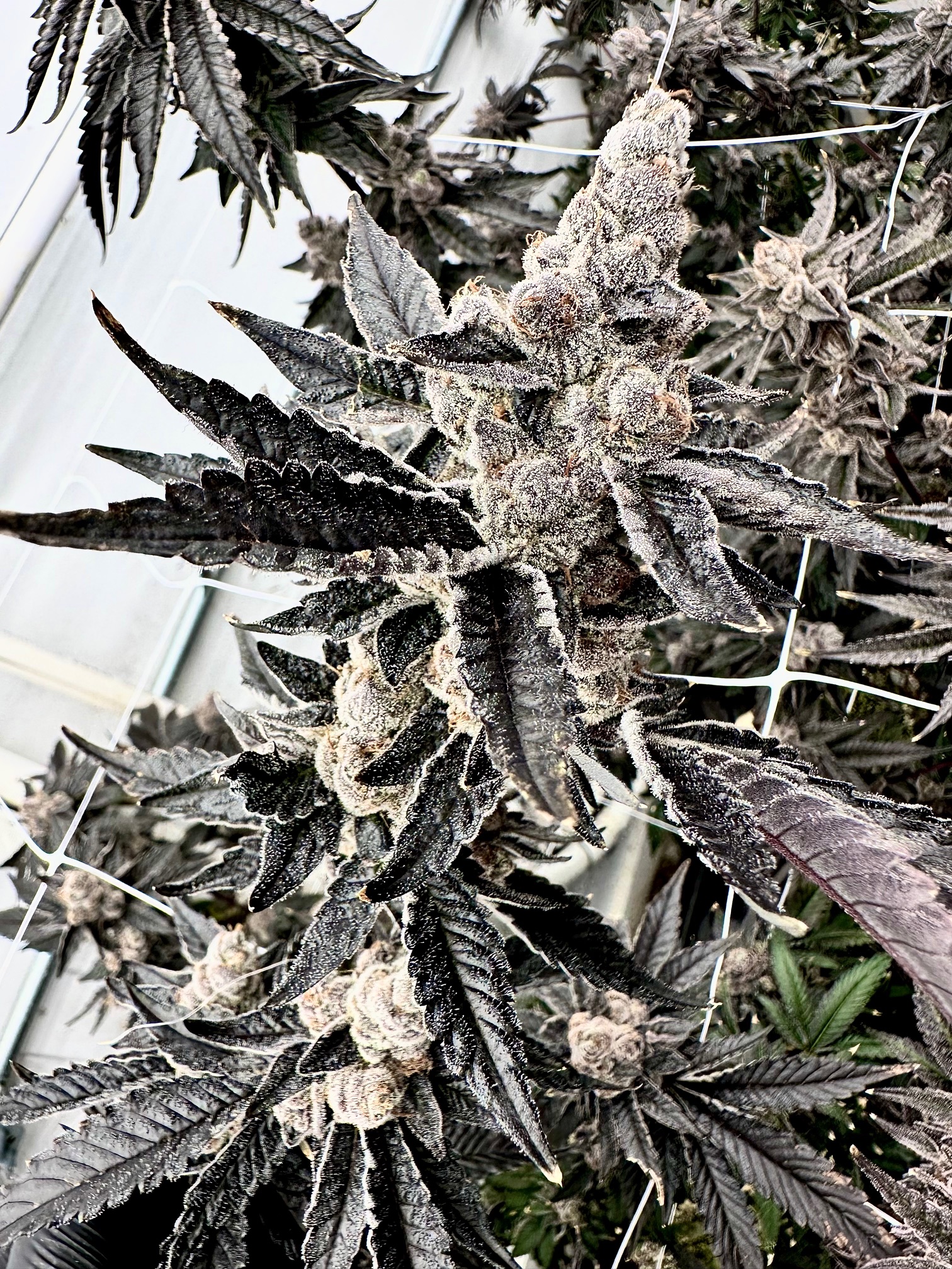 EXOTIC GENETIX GOOCH GOBLIN FEM - Image 2