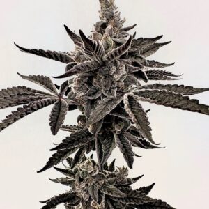 heavy hustle exotic genetix fem seeds