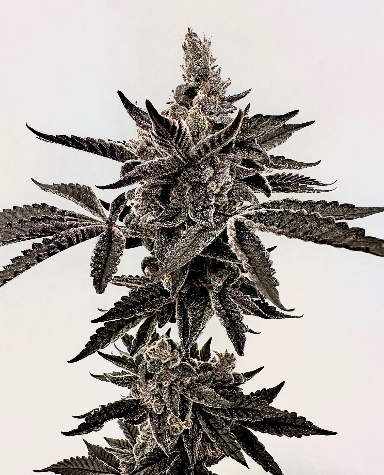 heavy hustle exotic genetix fem seeds