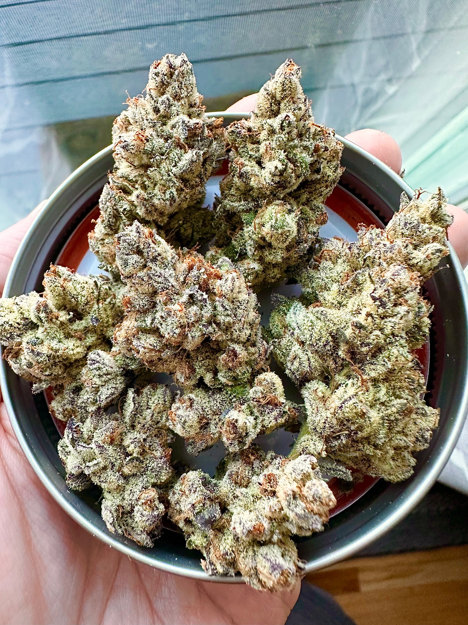 neon nights exotic genetix fem seeds