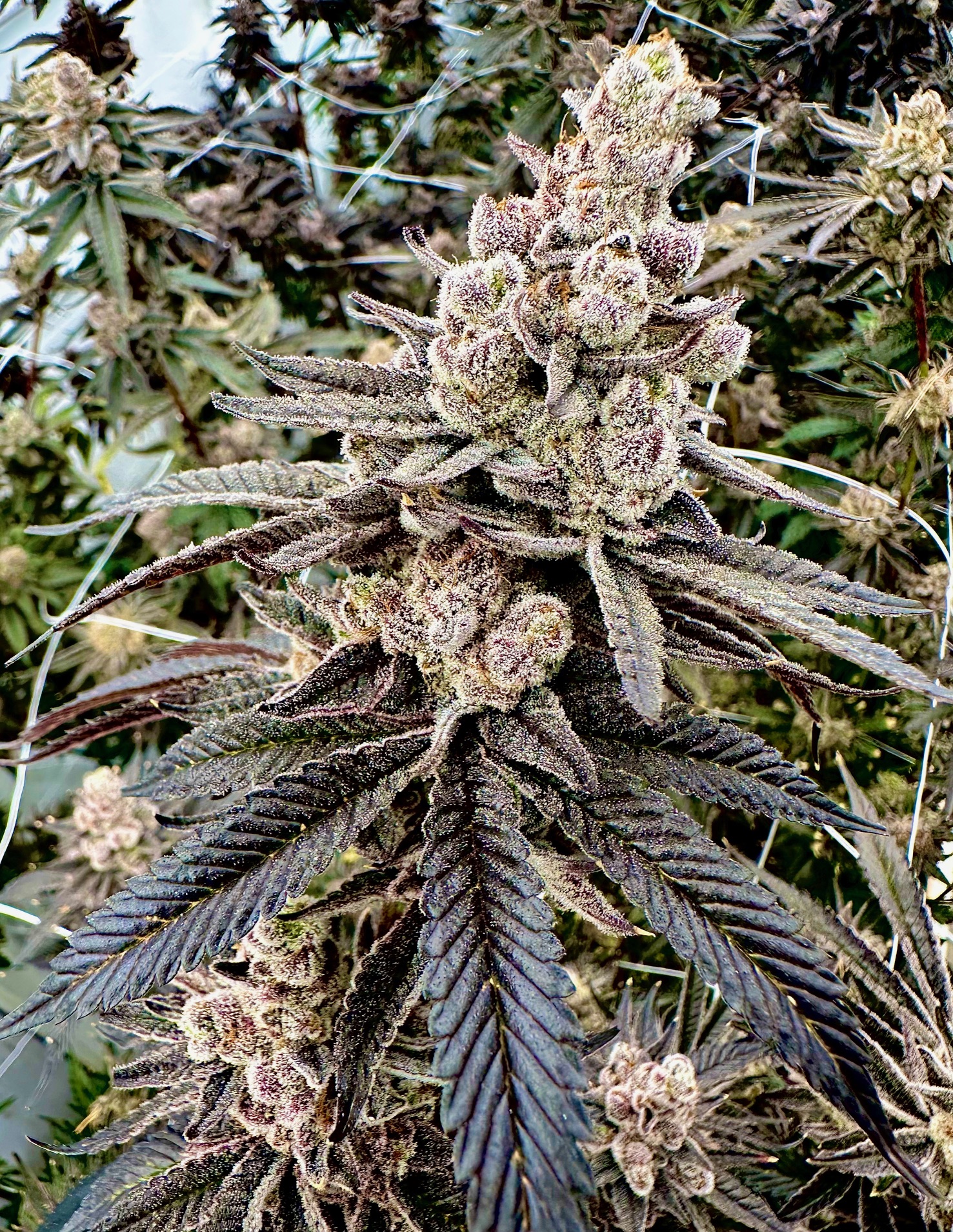 colorblast exotic genetix fem seeds