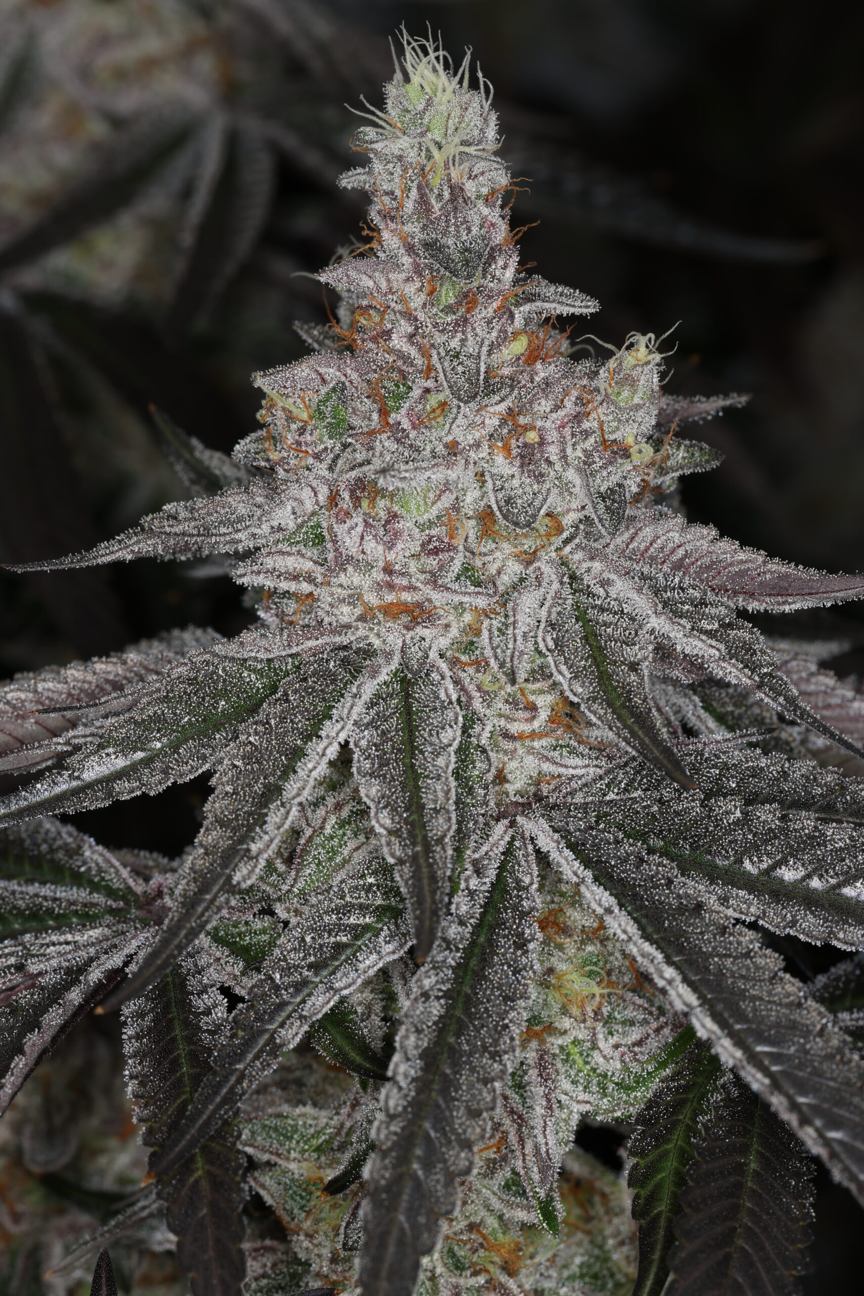 INFATUATION FEM BY SIN CITY SEEDS *Includes Freebie Pack* - Image 2