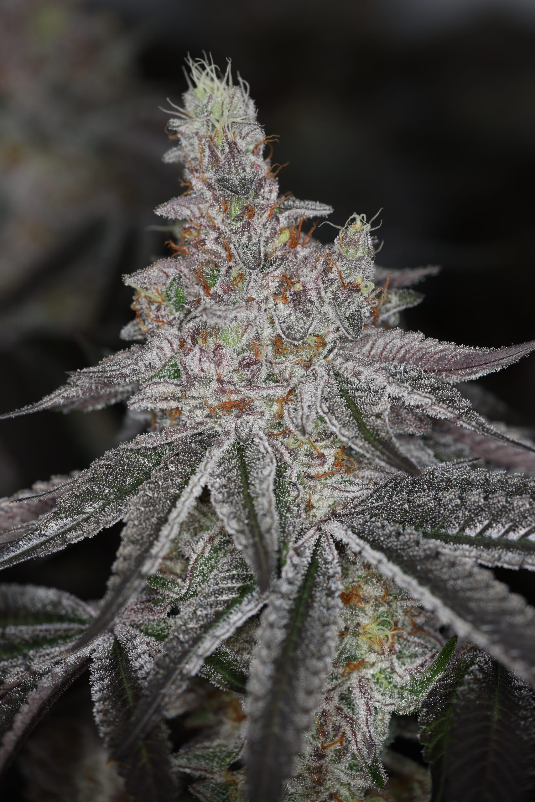 INFATUATION FEM BY SIN CITY SEEDS *Includes Freebie Pack* - Image 3