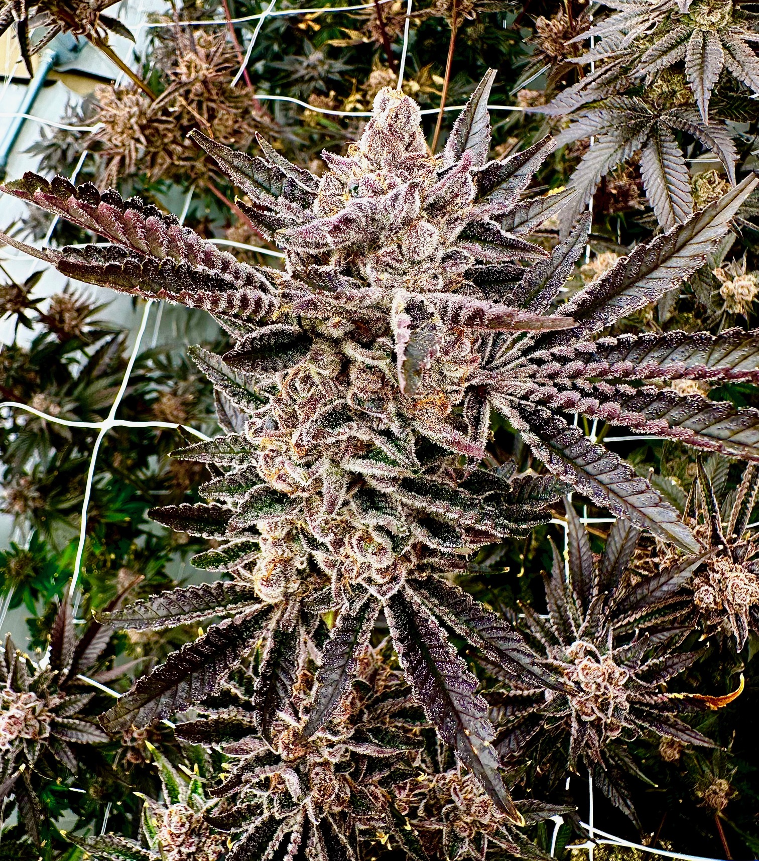 monas magic exotic genetix fem seeds