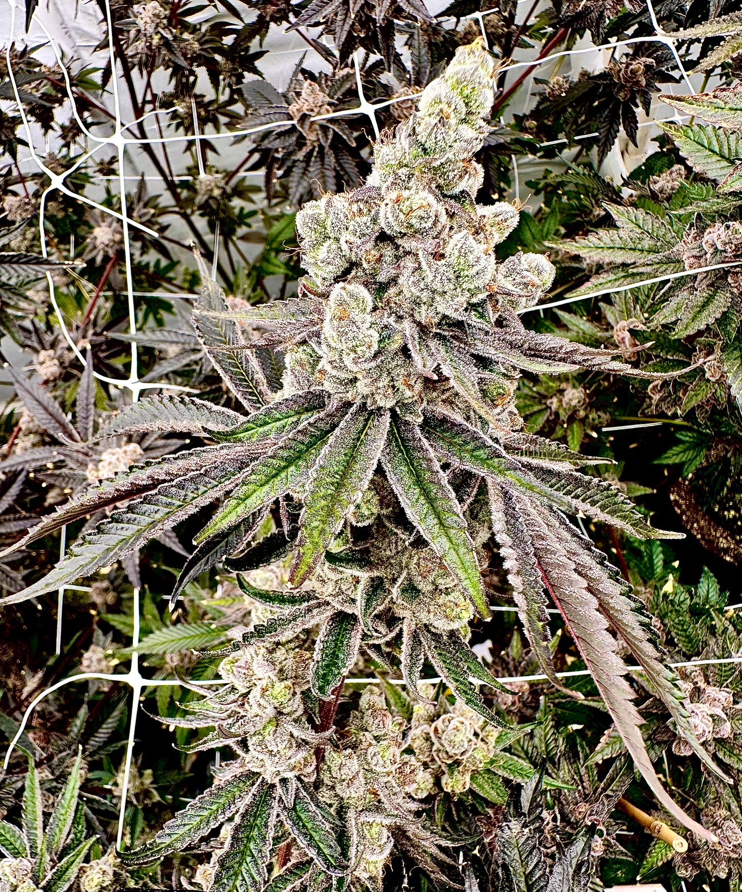 neon nights exotic genetix fem seeds