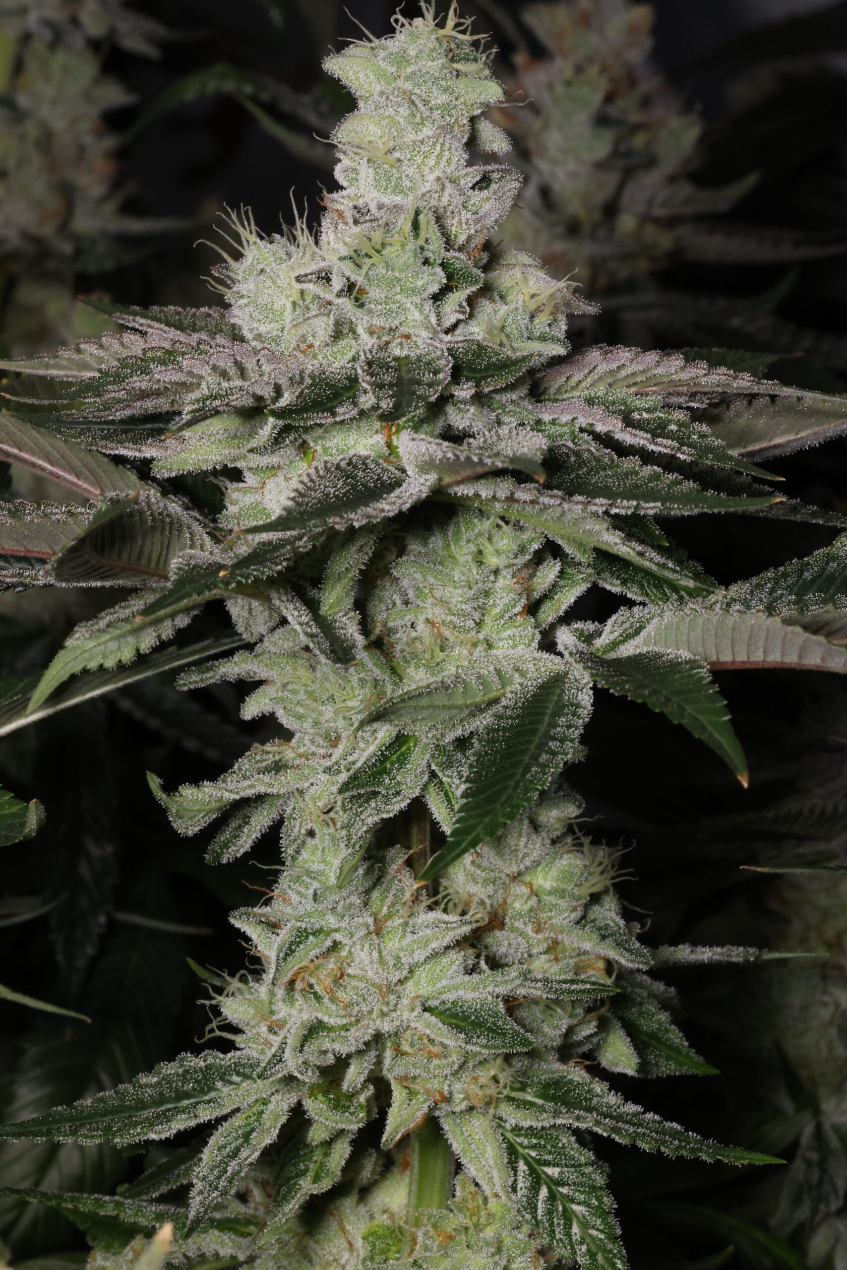 NUCLEAR POWER FEM BY SIN CITY SEEDS *Includes Freebie Pack* - Image 2