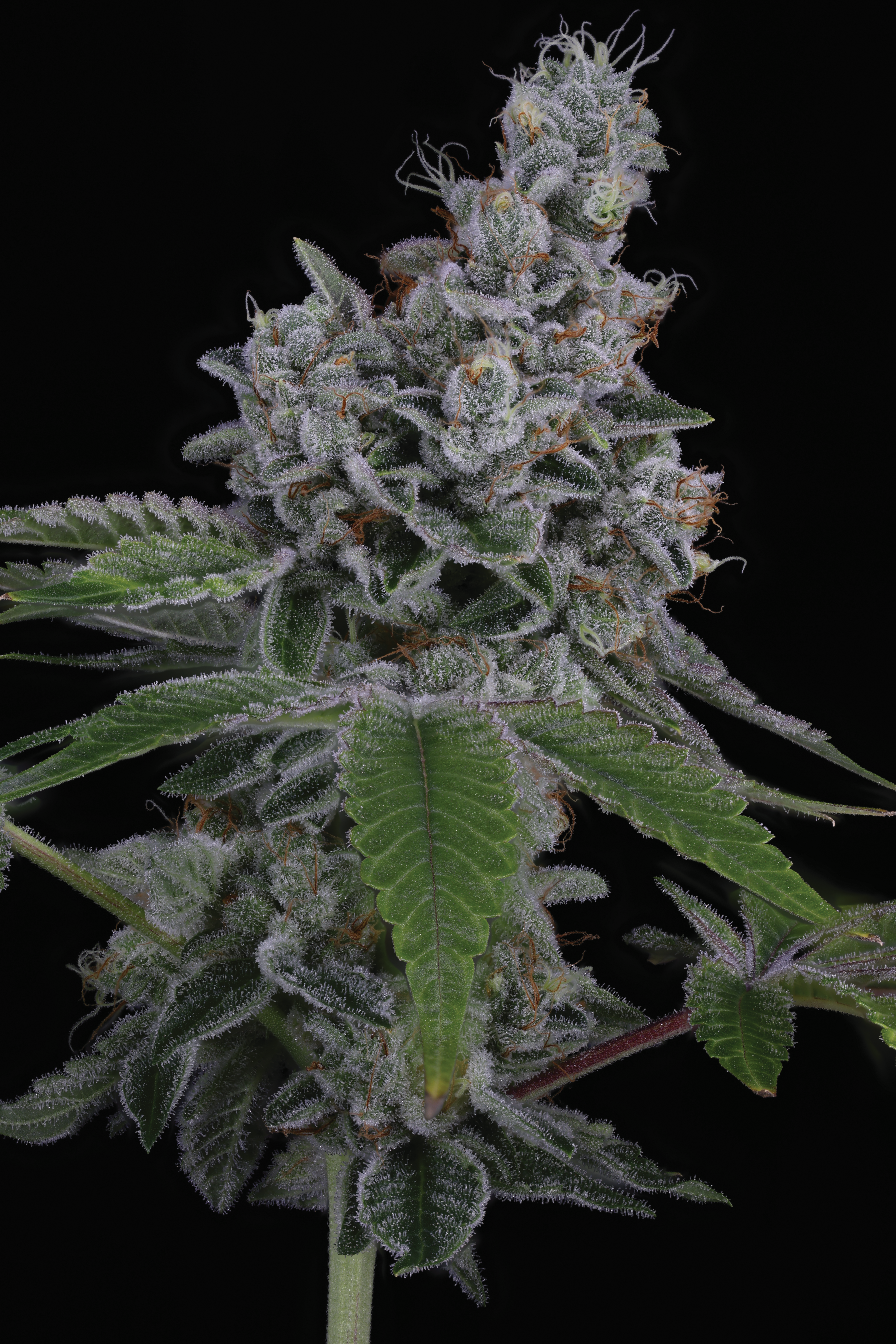 OVERPOWER FEM BY SIN CITY SEEDS *Includes Freebie Pack* - Image 2