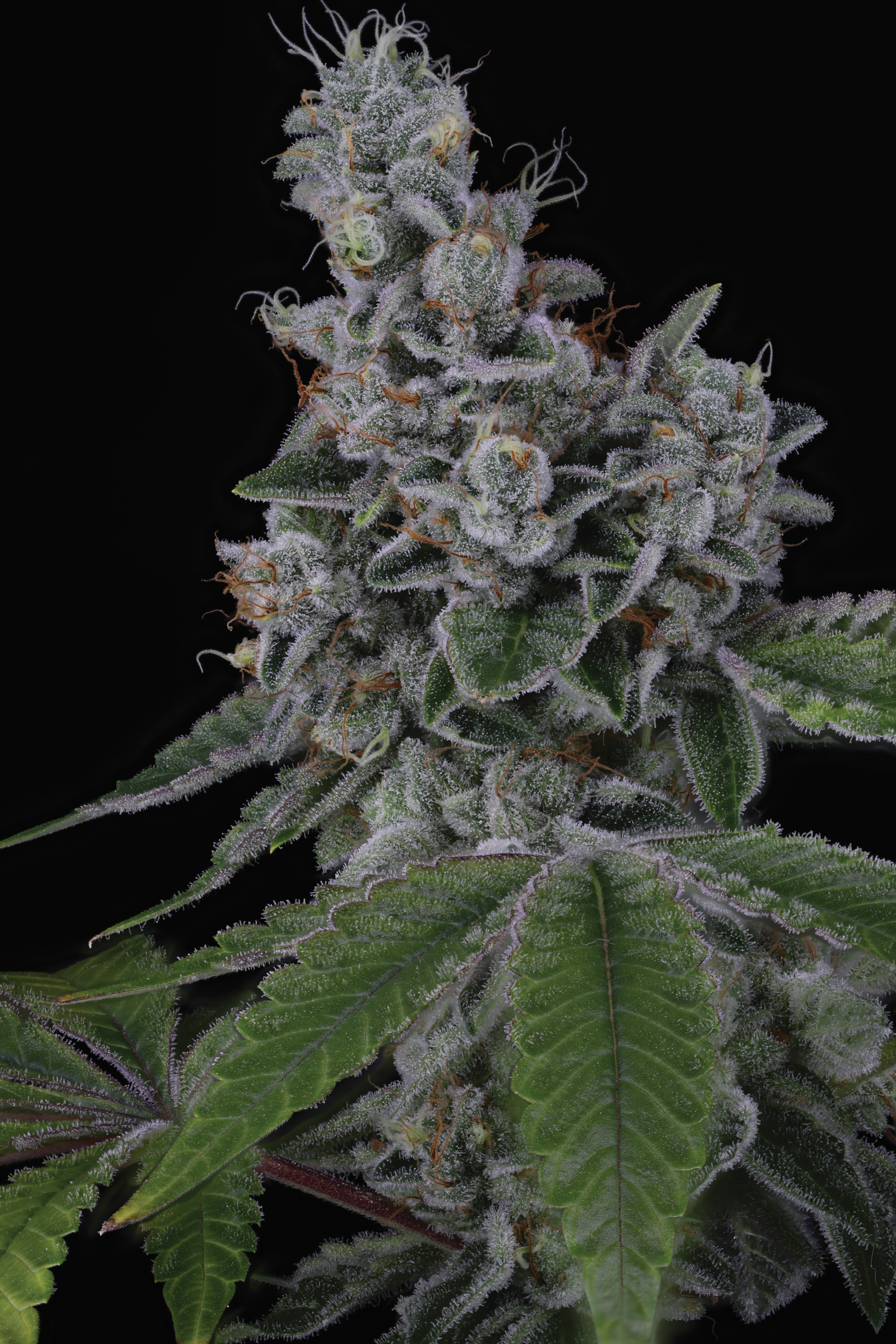 OVERPOWER FEM BY SIN CITY SEEDS *Includes Freebie Pack* - Image 3