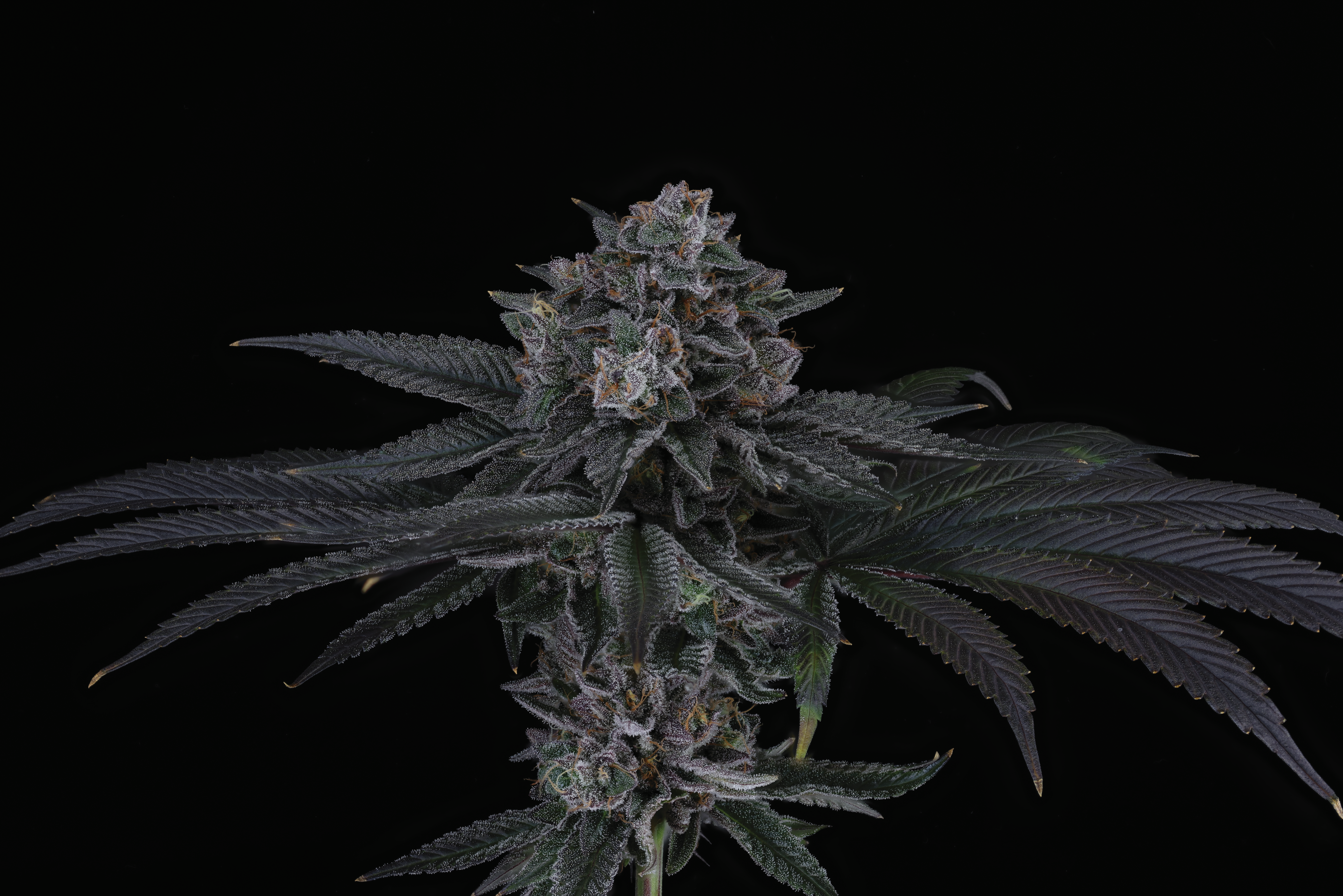COCONUT CLOUD FEM BY SIN CITY SEEDS *Includes Freebie Pack* - Image 3