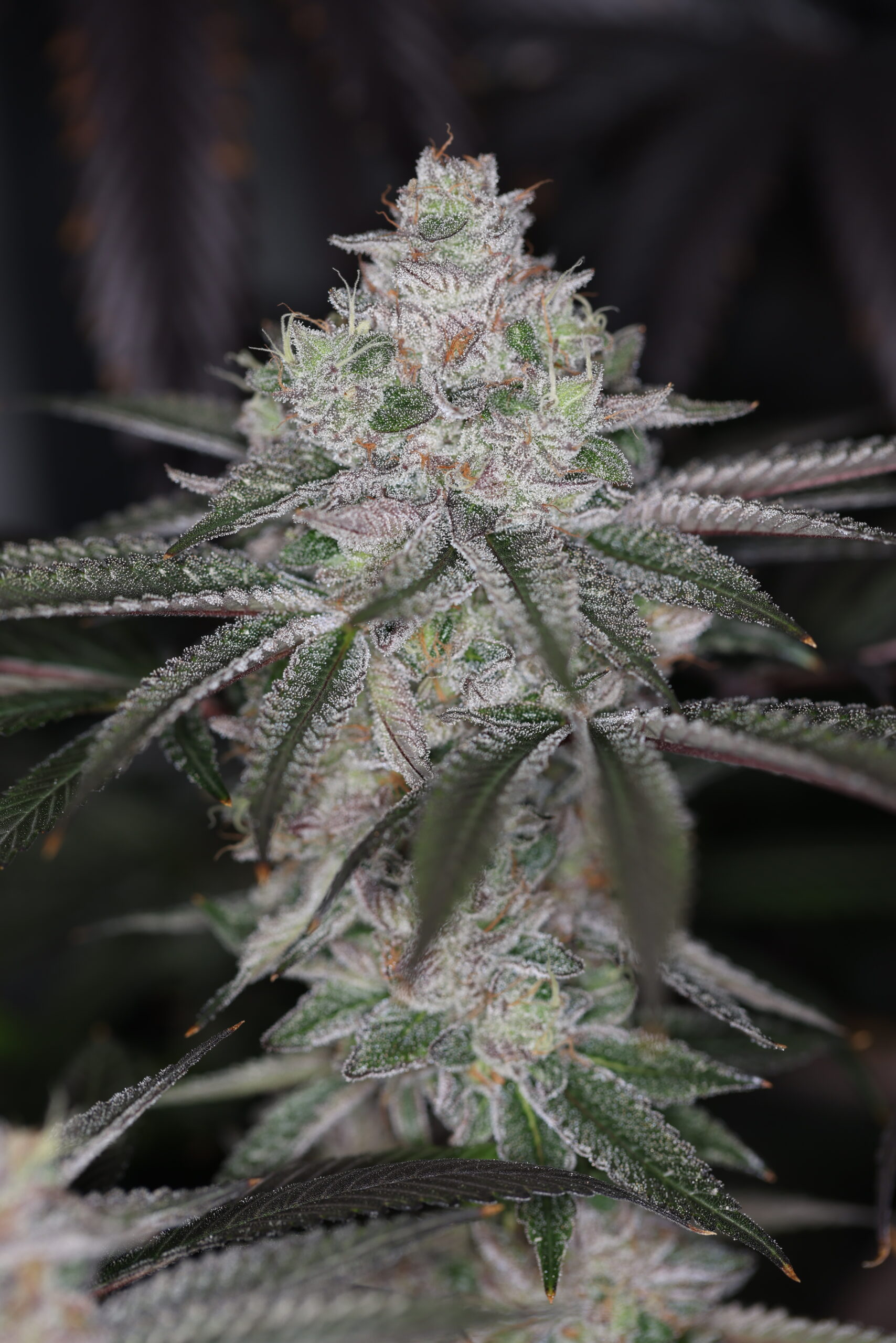 SAKE FEM BY SIN CITY SEEDS *Includes Freebie Pack* - Image 2