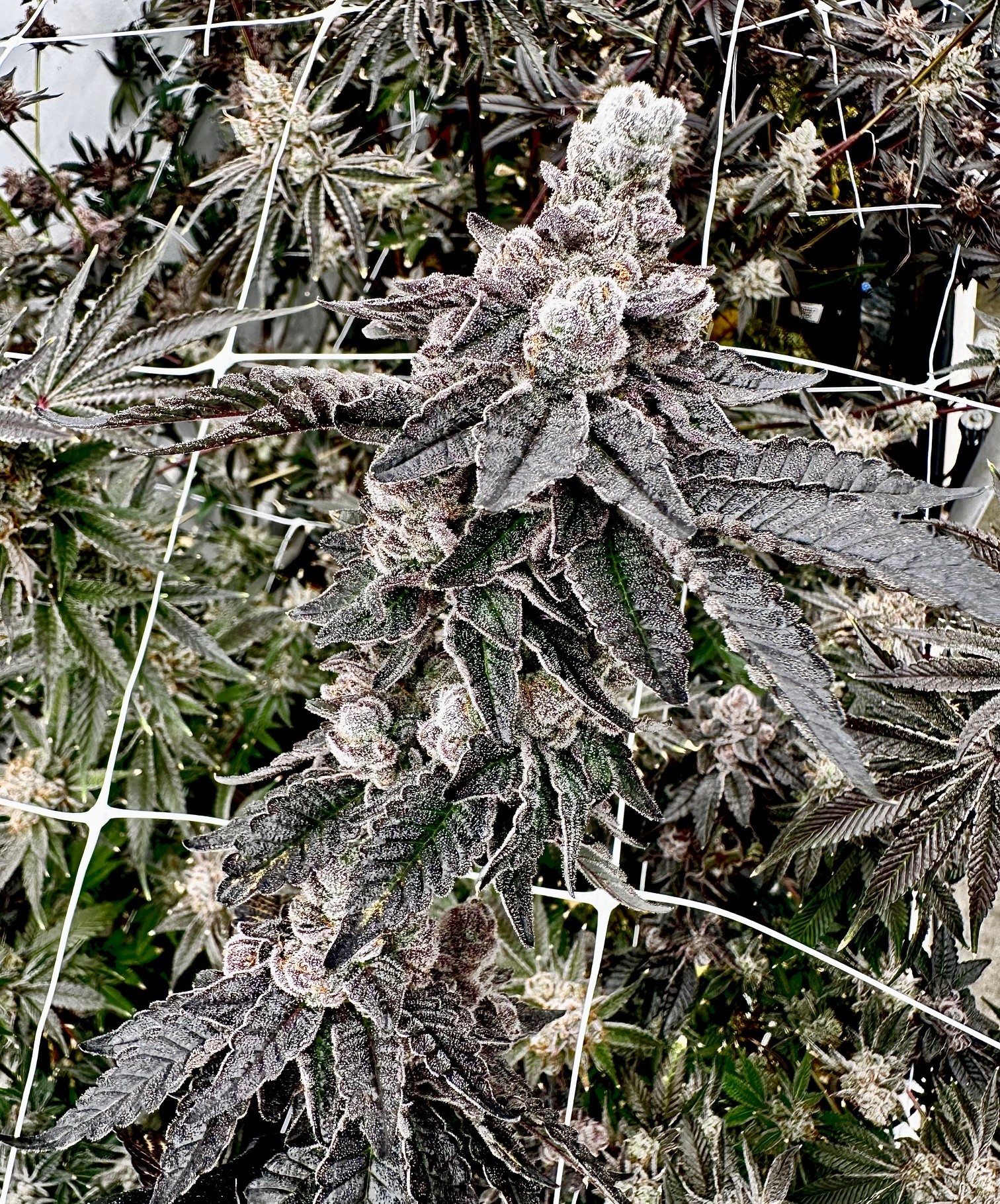shagzilla exotic genetix fem seeds